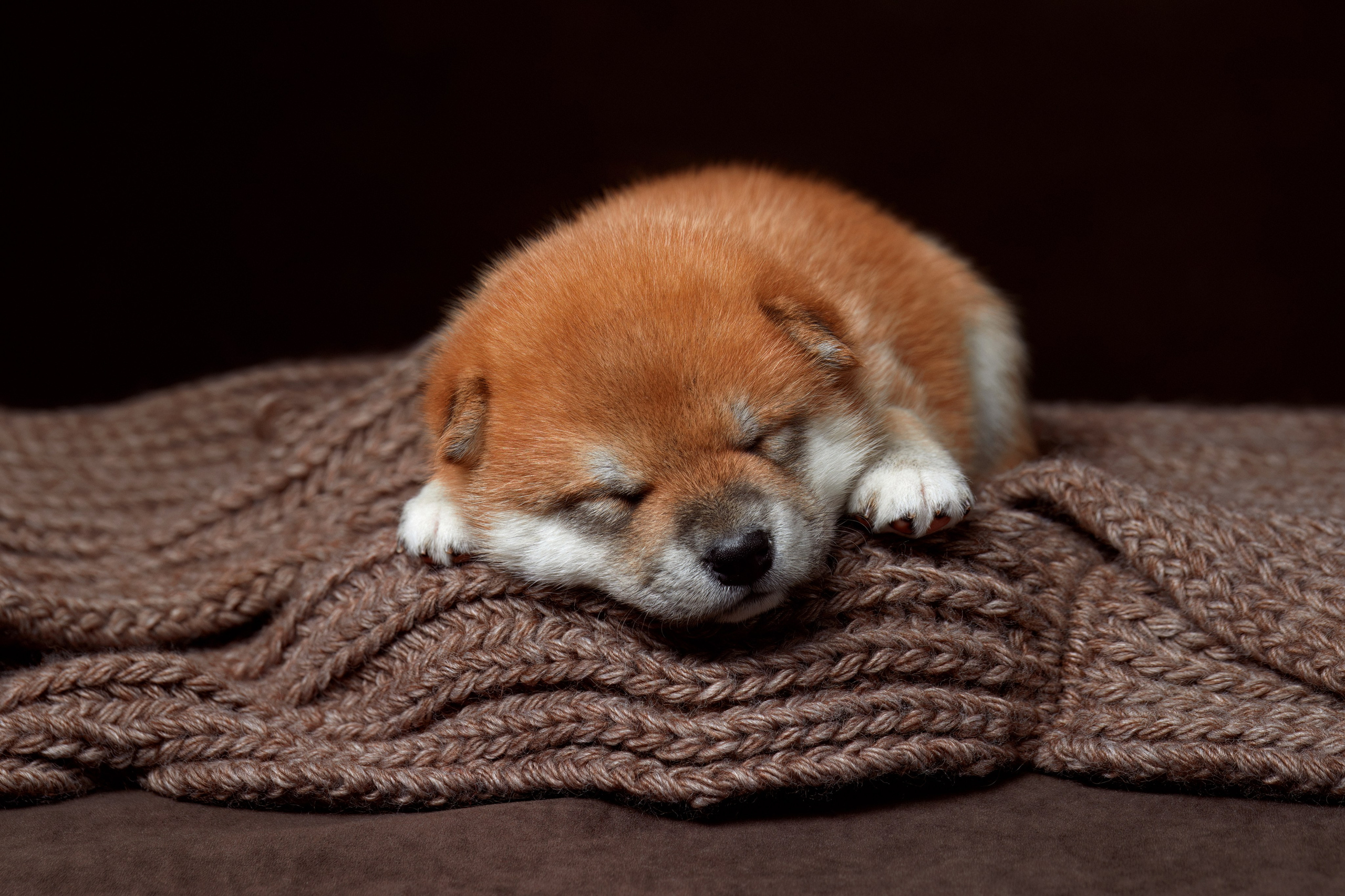 ФОТОСЪЕМКА ЩЕНКОВ НА ДОМУ. ФОТОГРАФ-АНИМАЛИСТ l LANA POLYAKOVA