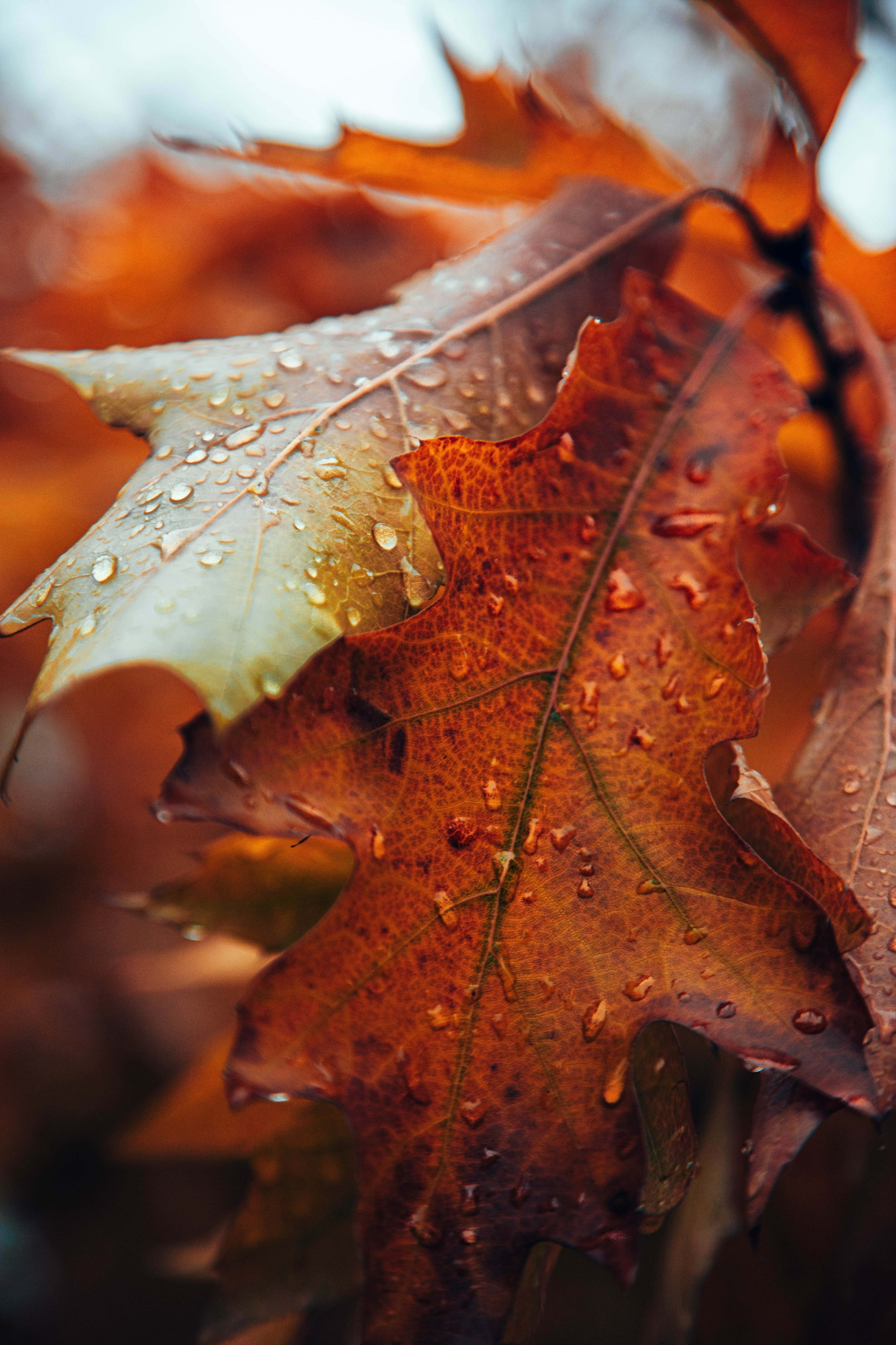 Семейный и детский фотограф в Санкт-Петербург. Natalia Fadel