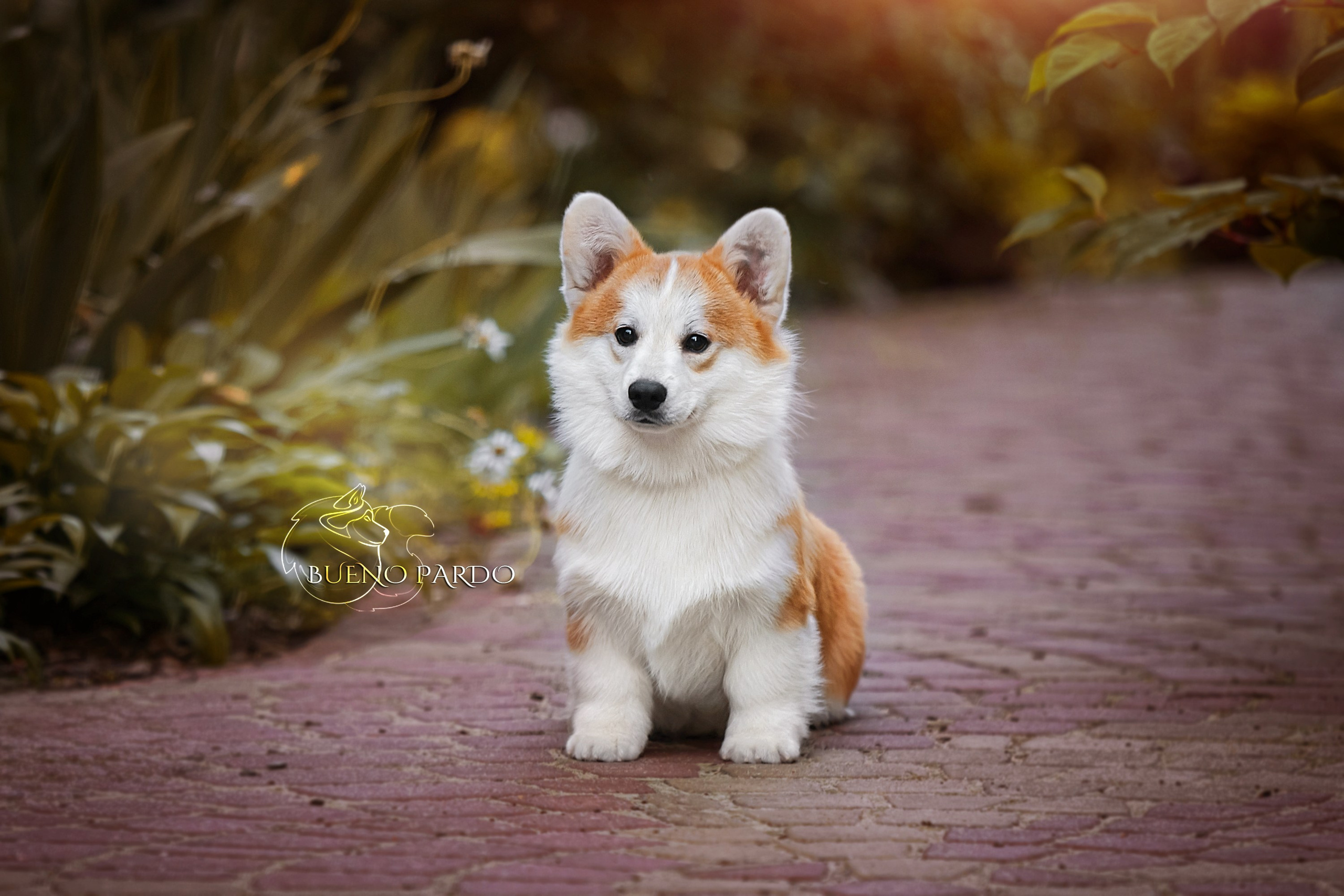 Kawaii Kuma питомник собак пород Корги пемброк, Акита ину, Сиба