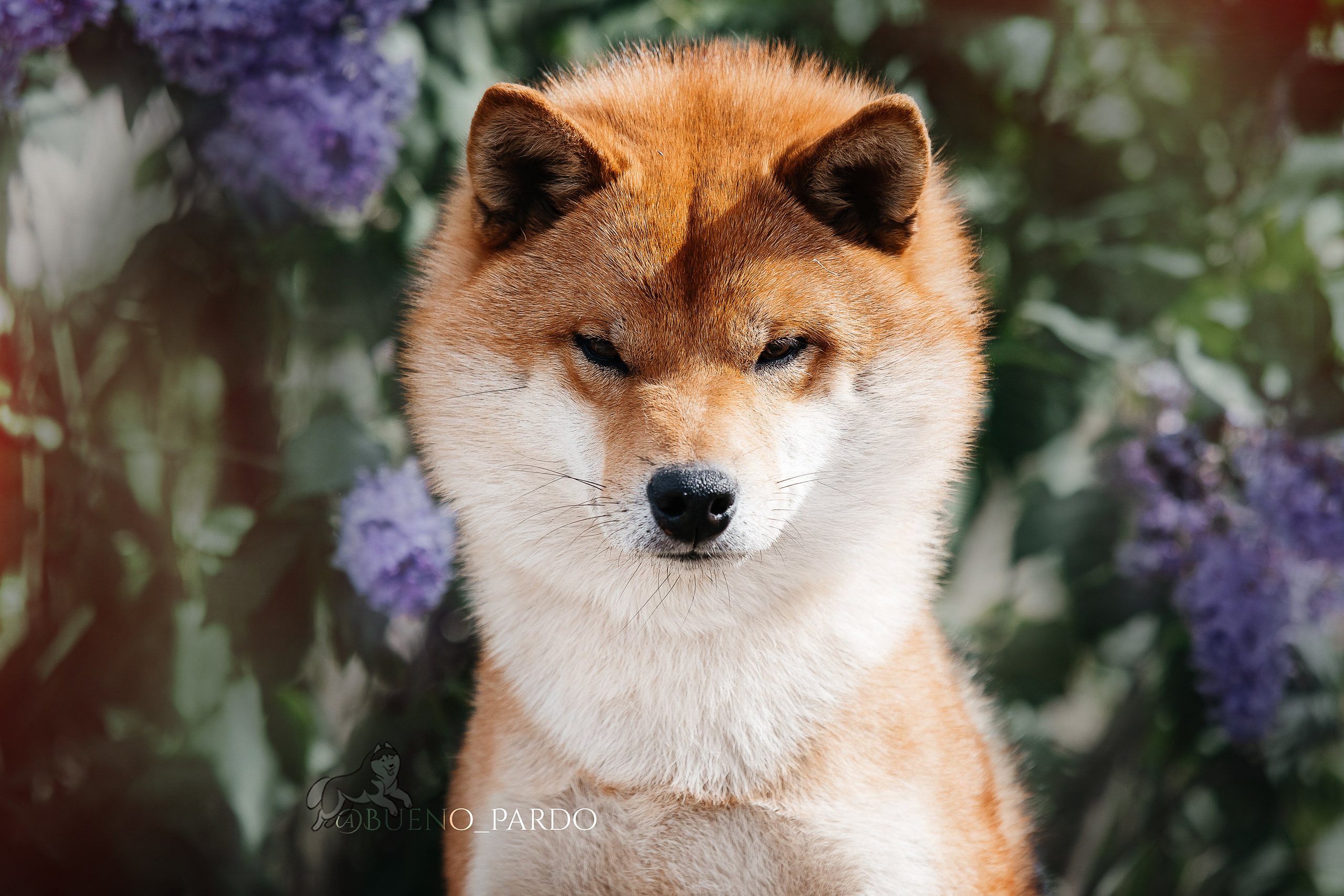 Kawaii Kuma питомник собак пород Корги пемброк, Акита ину, Сиба