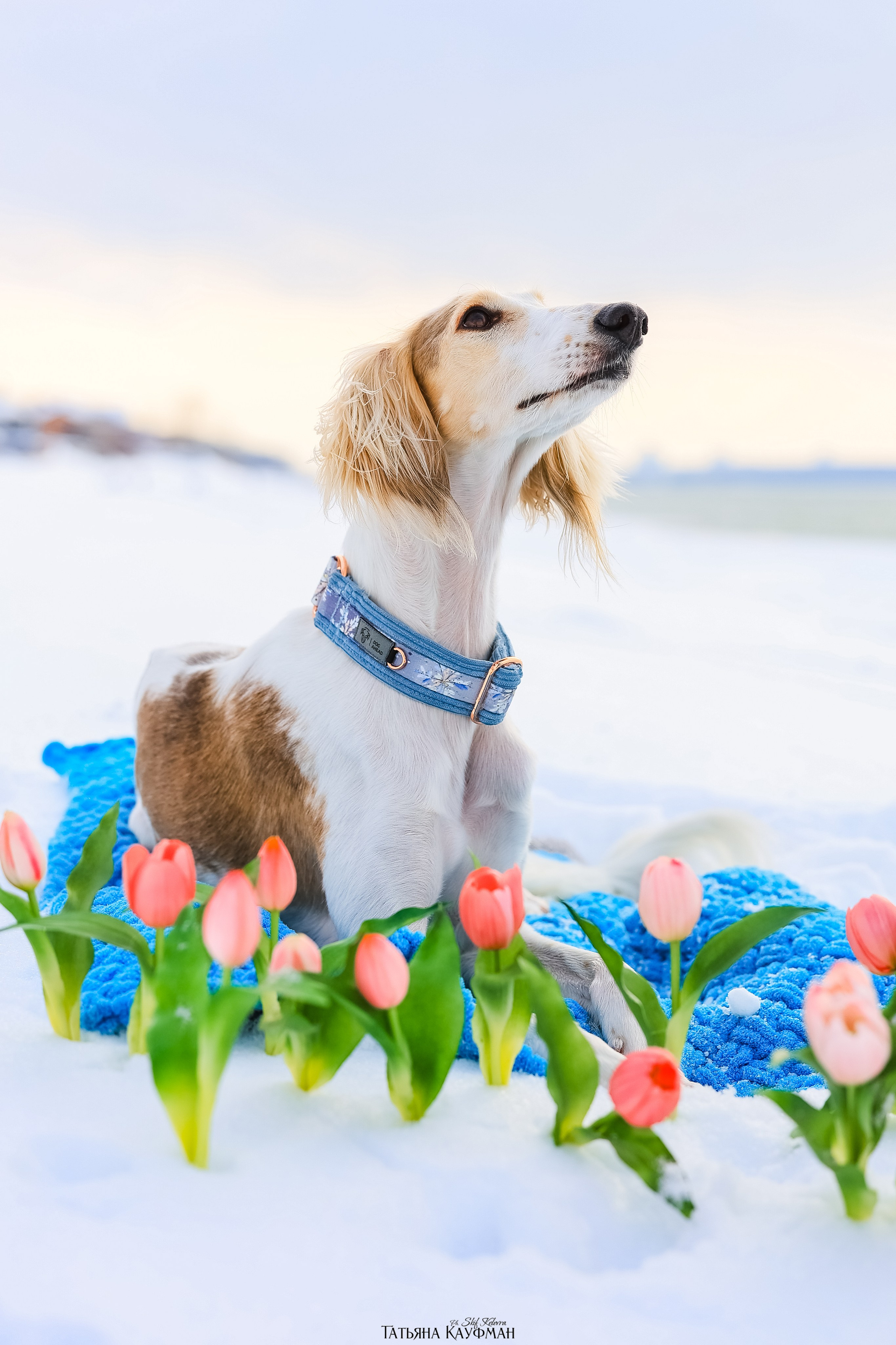 Салюки Флай и Лира. Фотограф Анималист из Новосибирска Татьяна Кауфман