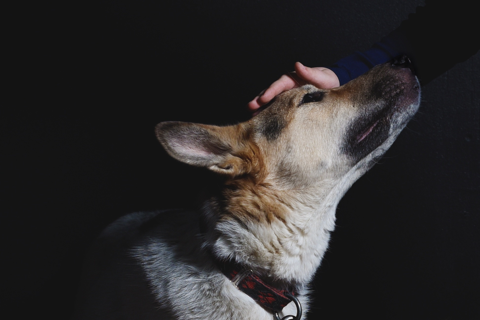Рука из темноты гладит собаку
