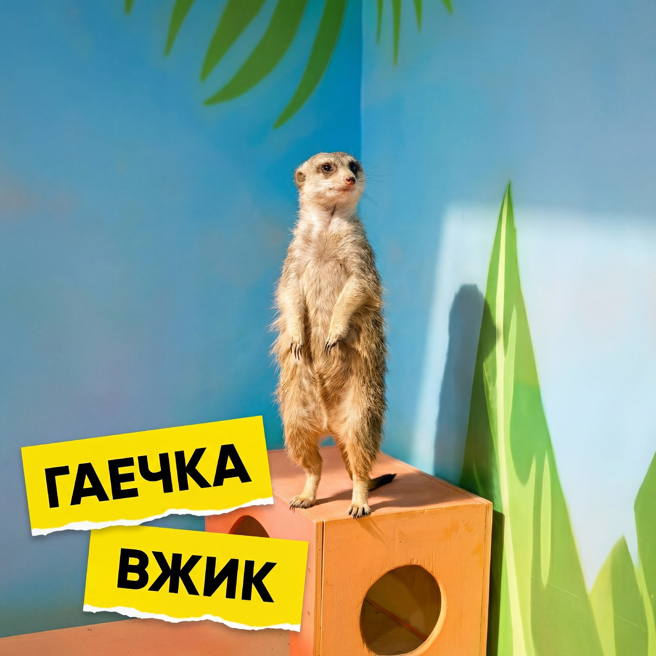 Сурикат Гаечка и Вик стоят на задних лапах в зоопарке