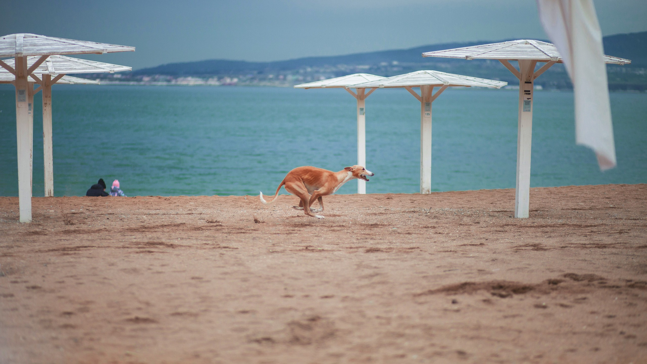 Улицы Люди на улицах Природа Животные — фотограф Оля Волчкова