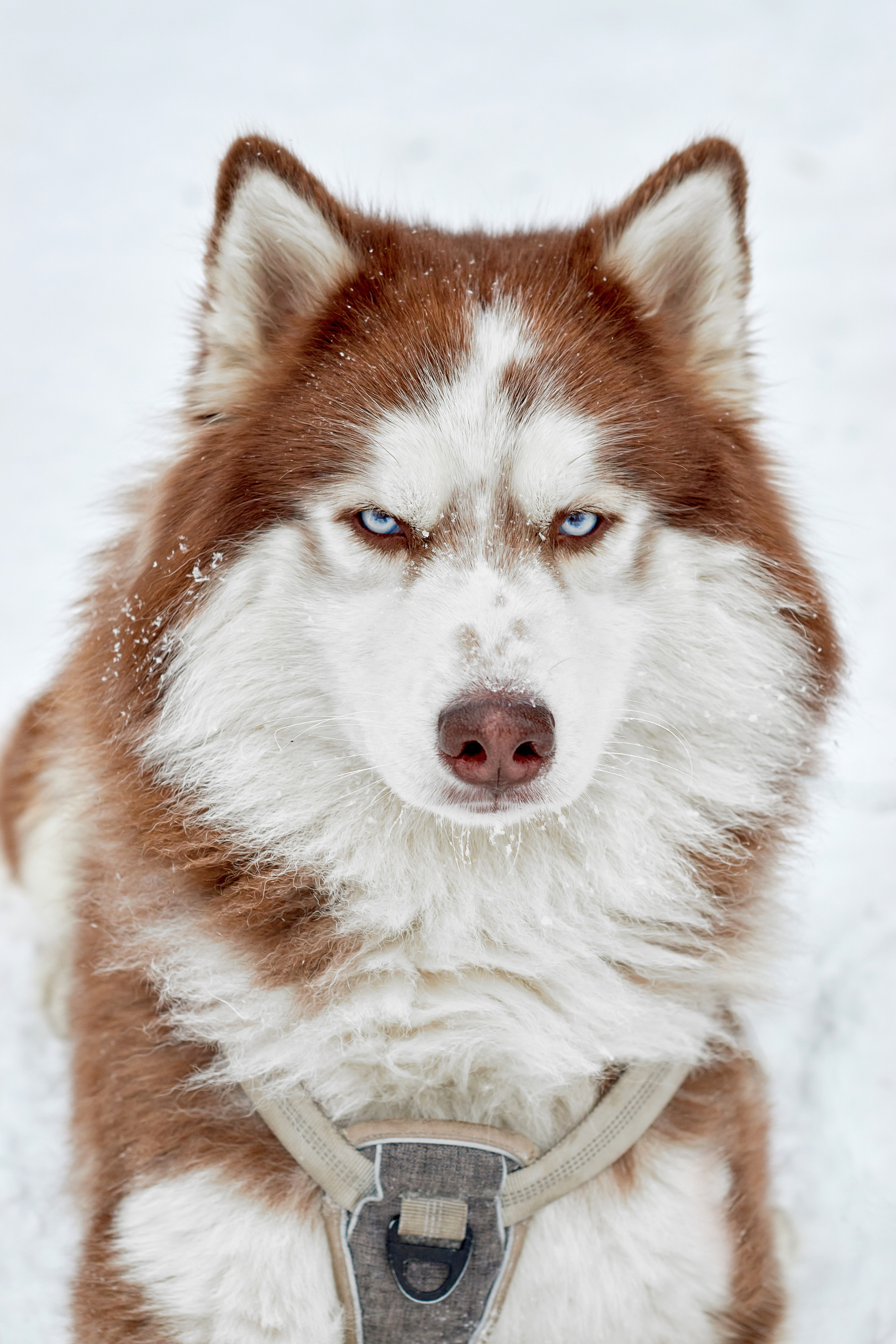 Фотограф в Магнитогорске Татьяна Лоскутова