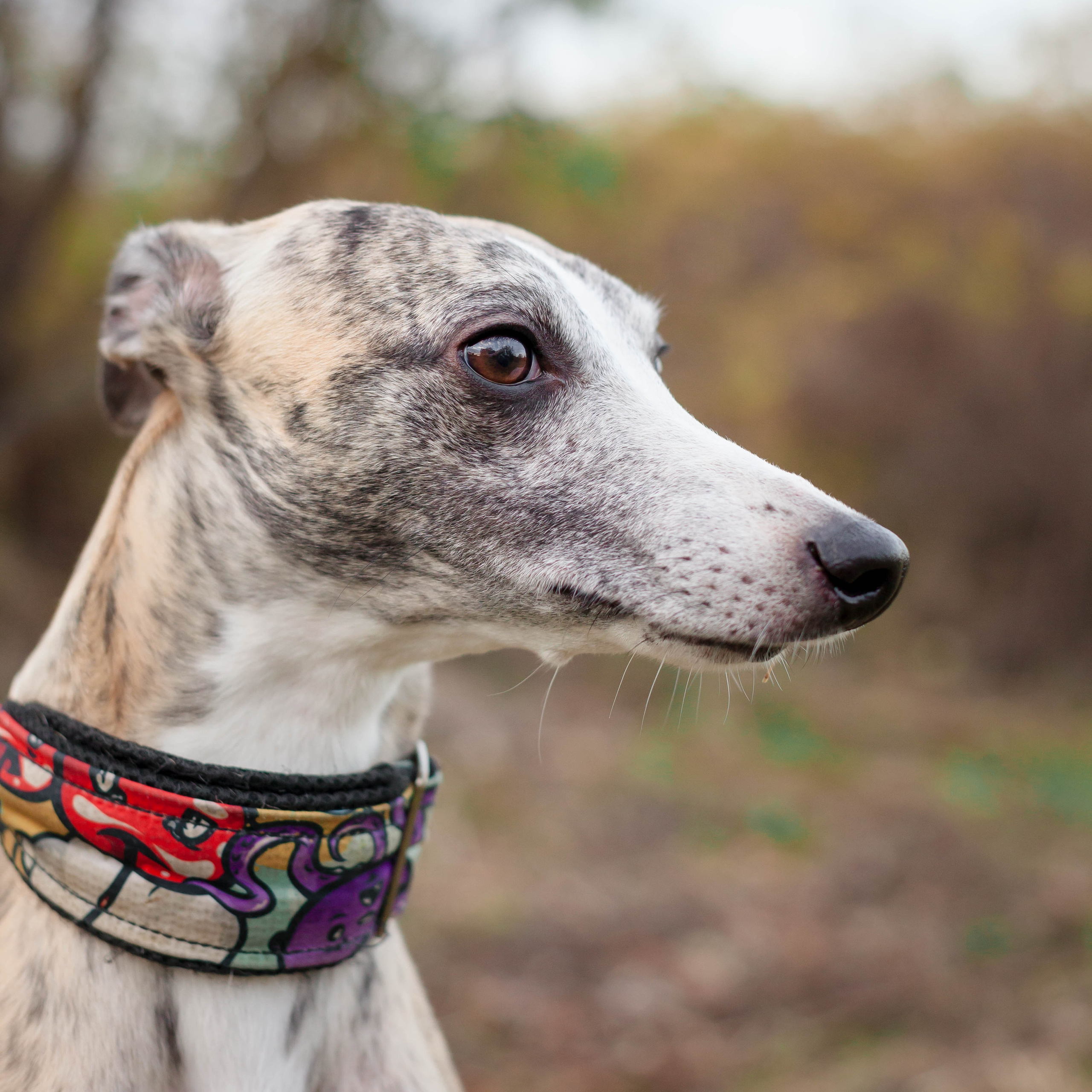 Рассвет. Slavilada-Лапки. Свет. Любовь… Профессиональная фотосессия питомцев Для памяти, пристройства и продажи. Хабаровск