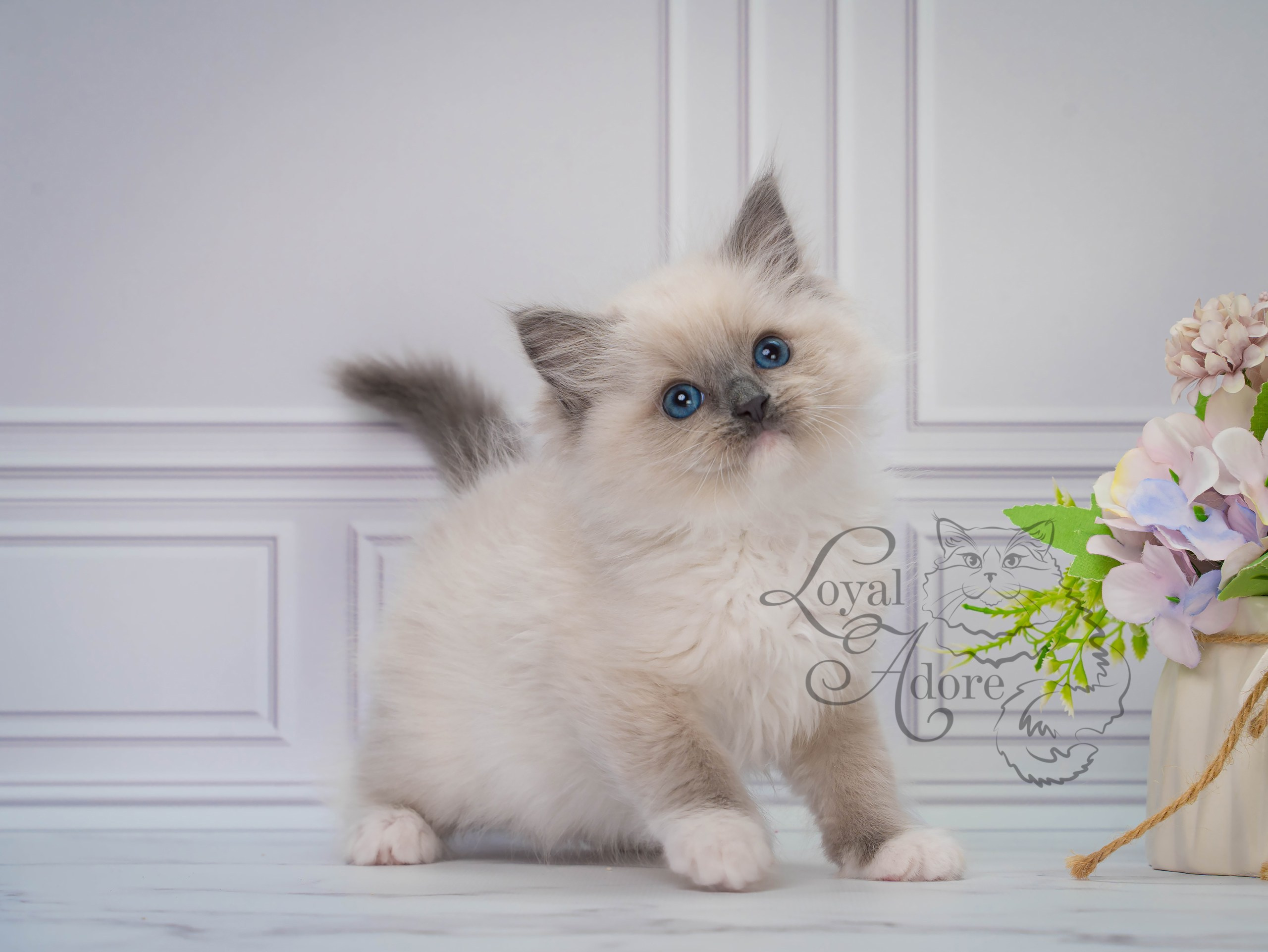 Все свободные котята. Питомник рэгдолл Loyal Adore