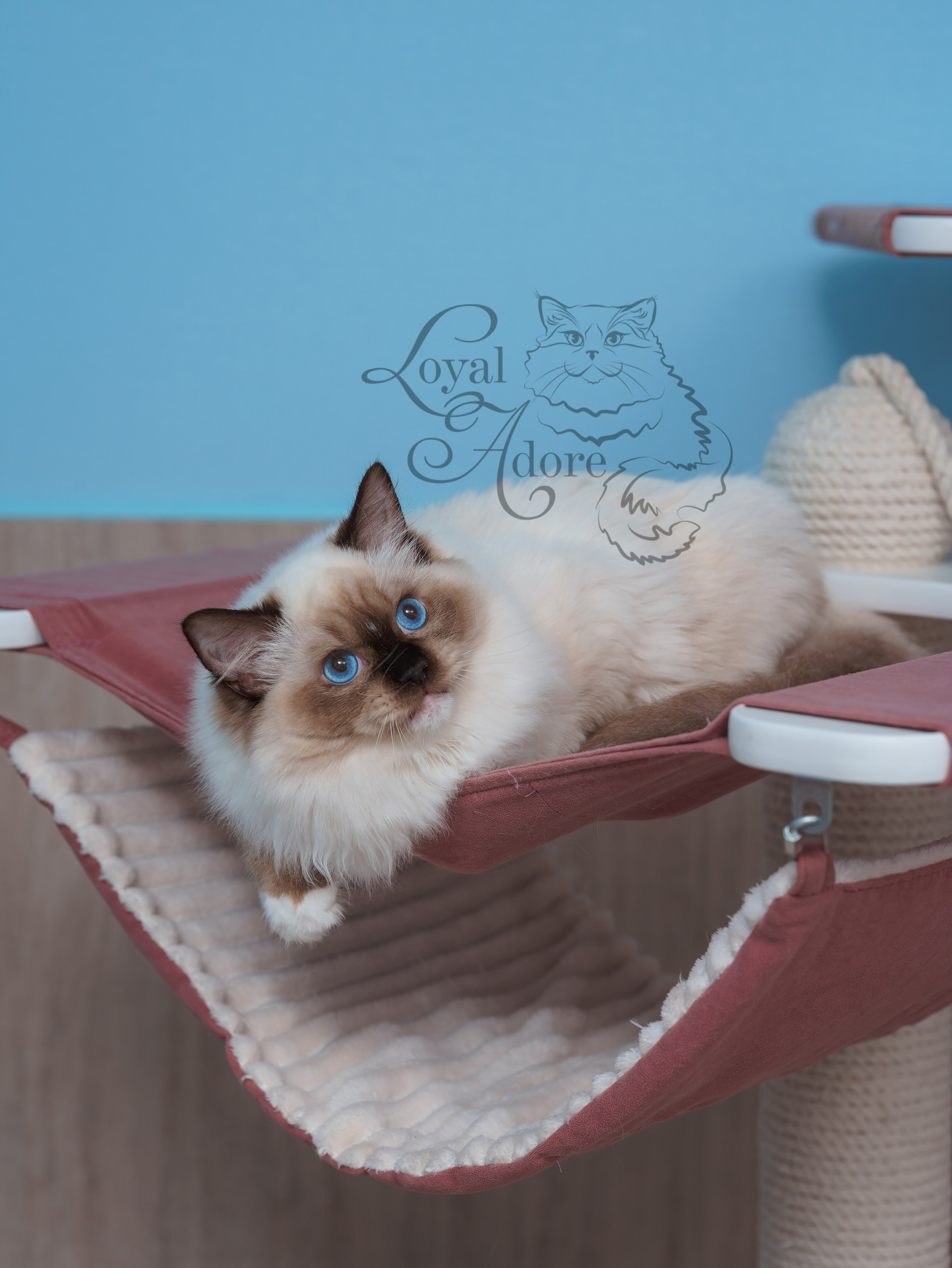 Все свободные котята. Питомник рэгдолл Loyal Adore