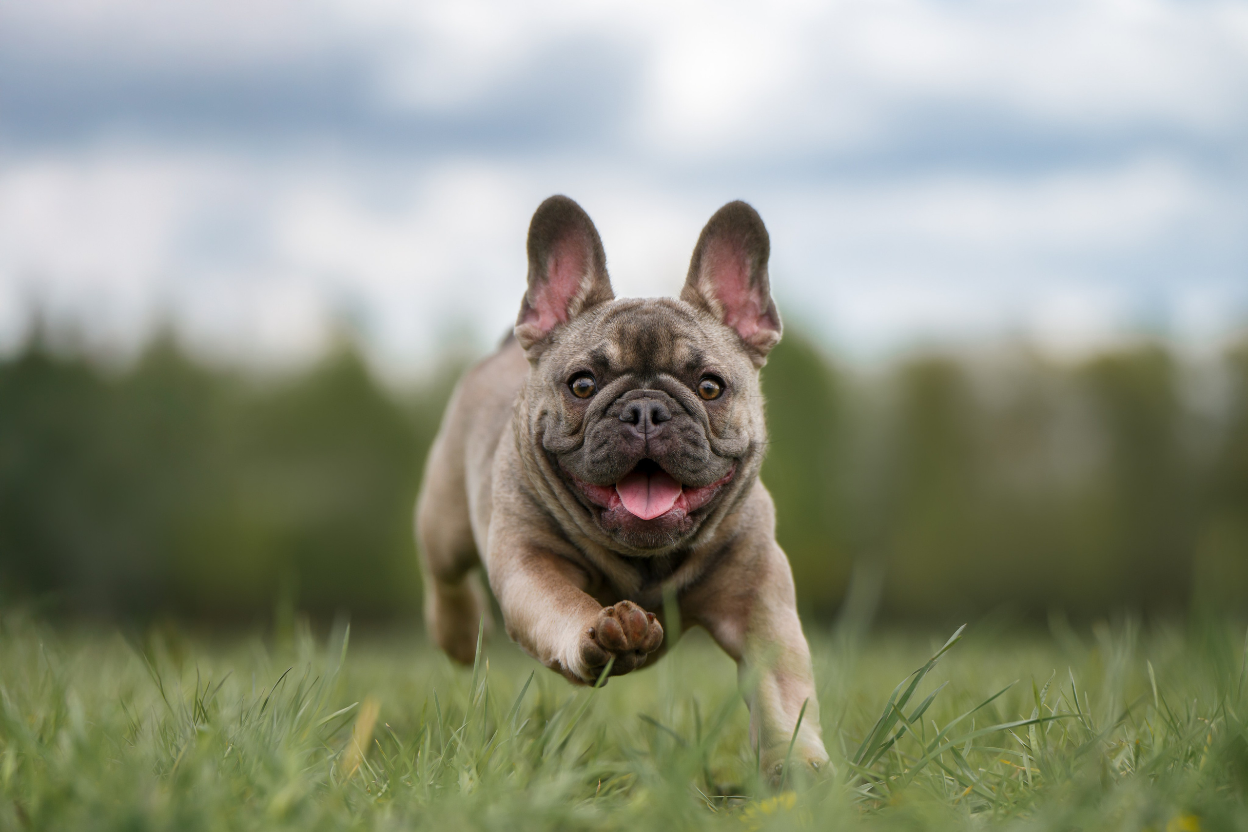 Фотограф Анималист в Москве Анастасия Жучкова