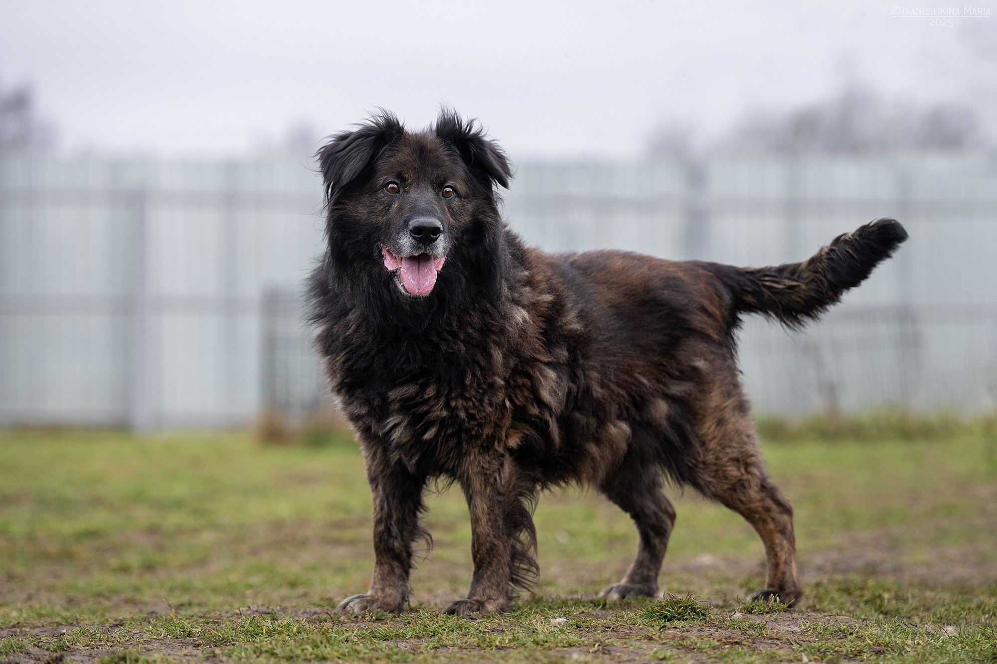 Пиарные фотосессии собак на пристройство. Фотограф собак в Москве и Московской области Иванушкина Мария