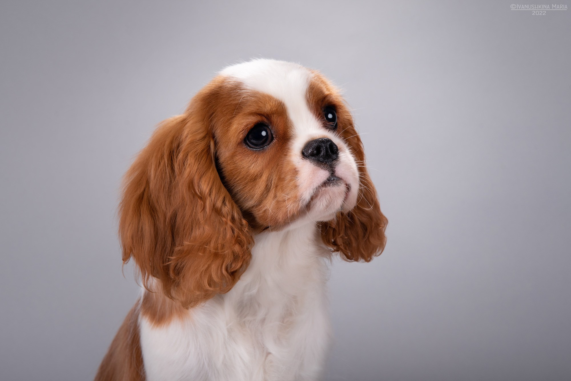 Фотосессия щенков на фонах. Фотограф собак в Москве и Московской области Иванушкина Мария