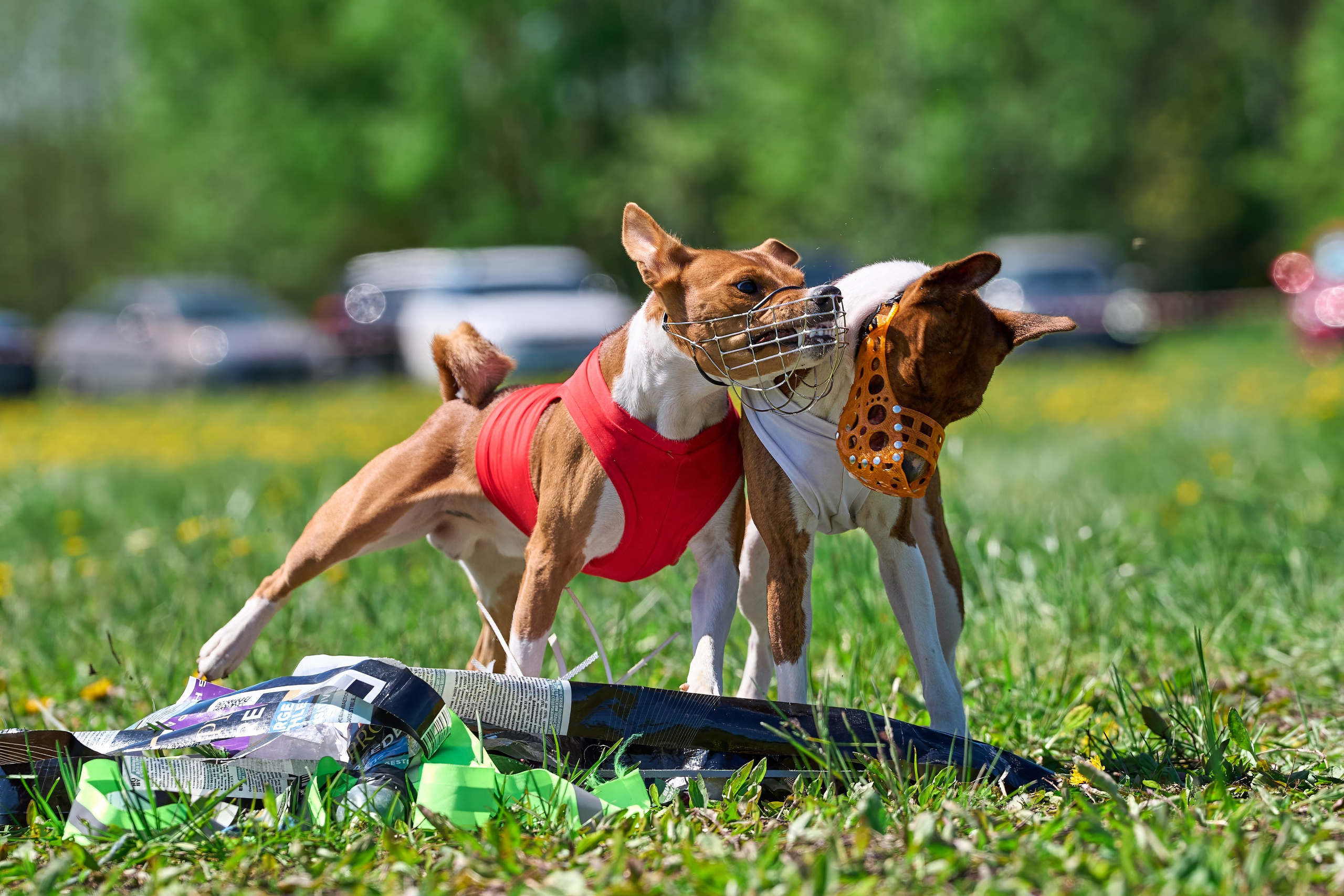 Квалификация по курсингу Донино. Фотограф-анималист Михаил Манухин