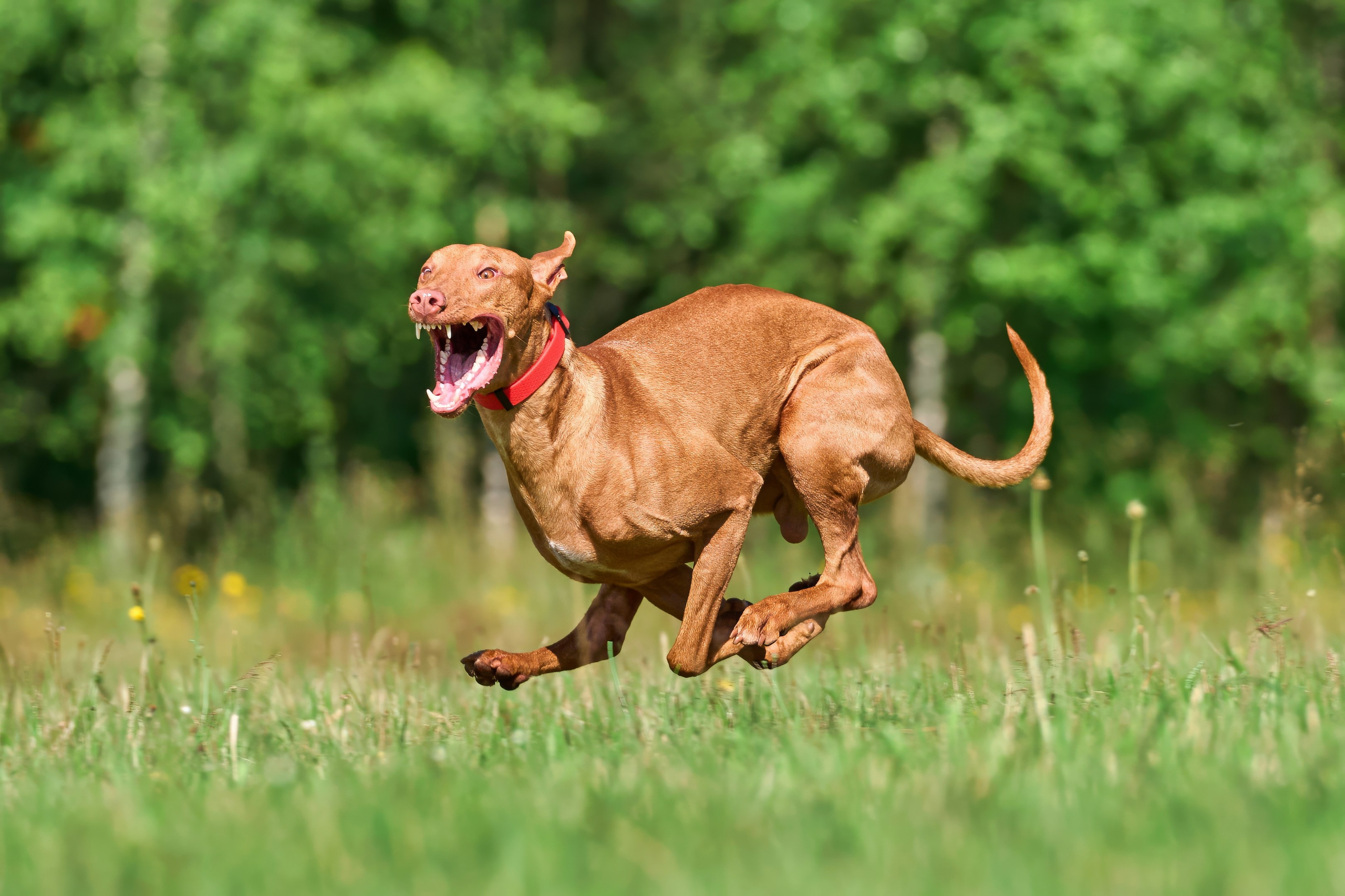 Тренировка по курсингу в Донино. Фотограф-анималист Михаил Манухин
