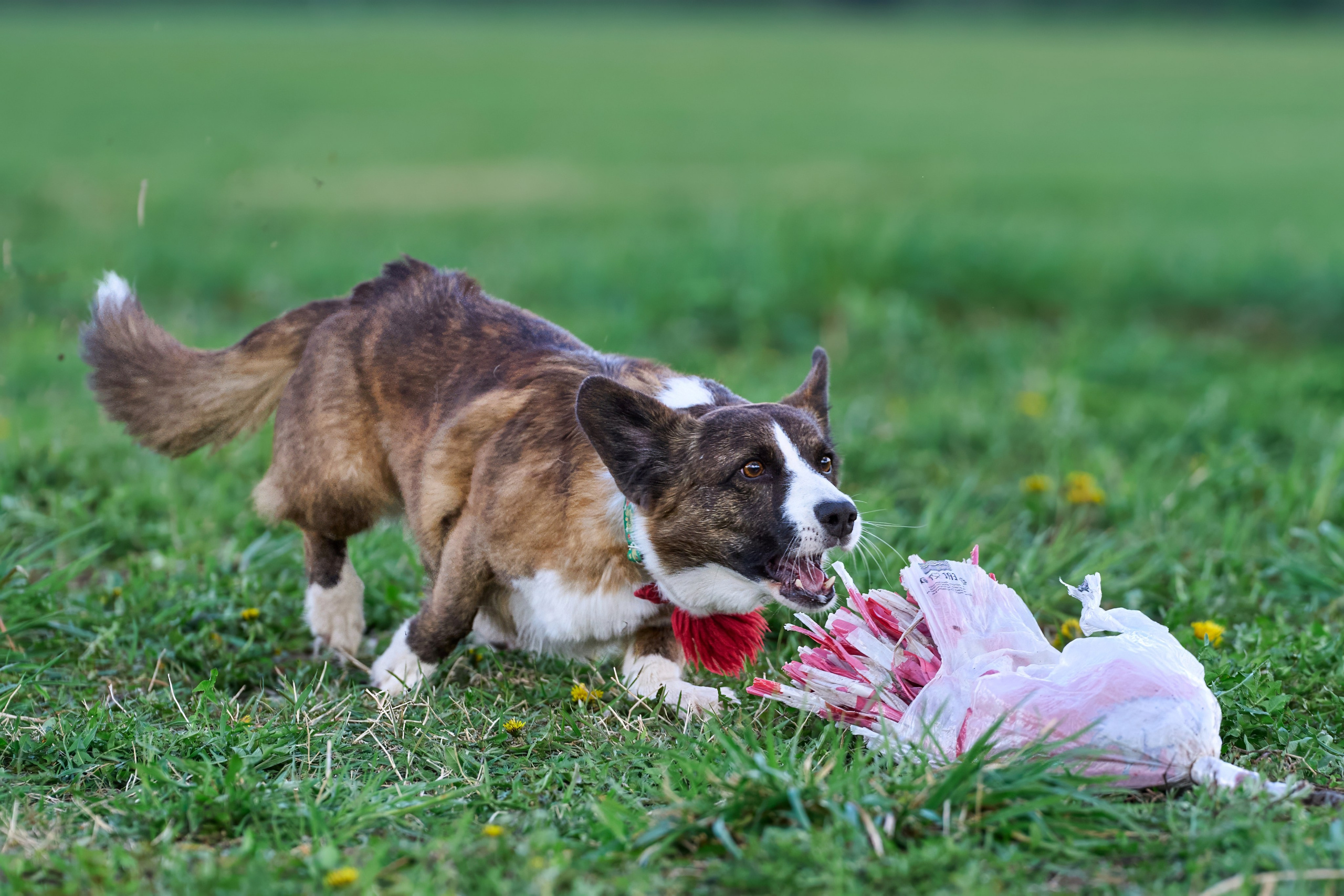Тренировка по курсингу «на Ярославке». Фотограф-анималист Михаил Манухин