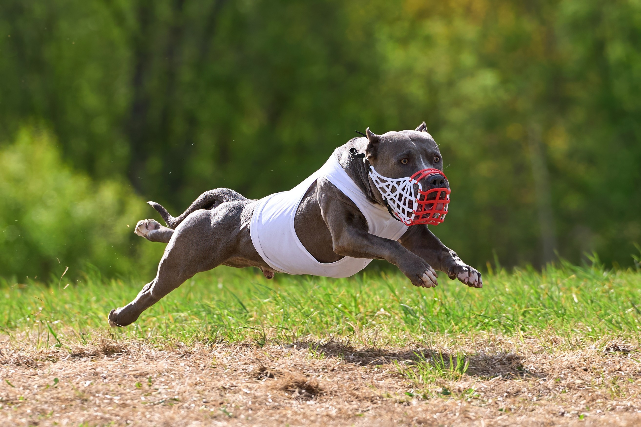 ЧРКФ по бегам за мех.приманкой. Фотограф-анималист Михаил Манухин