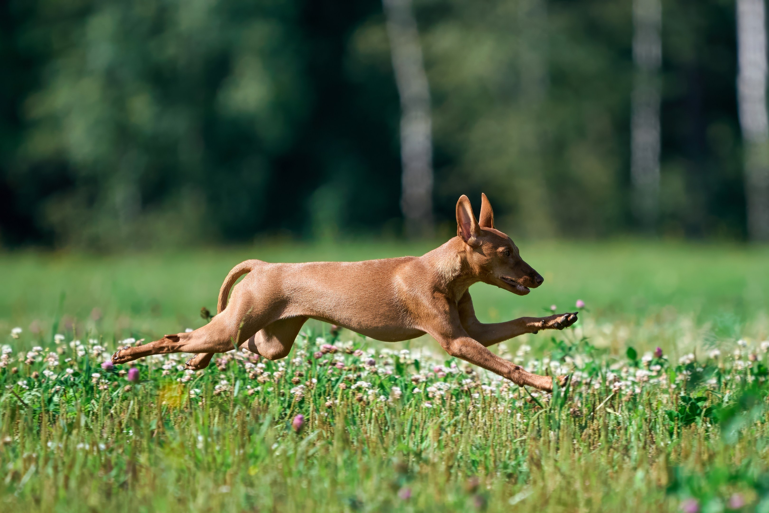 Тренировка в Донино. Фотограф-анималист Михаил Манухин