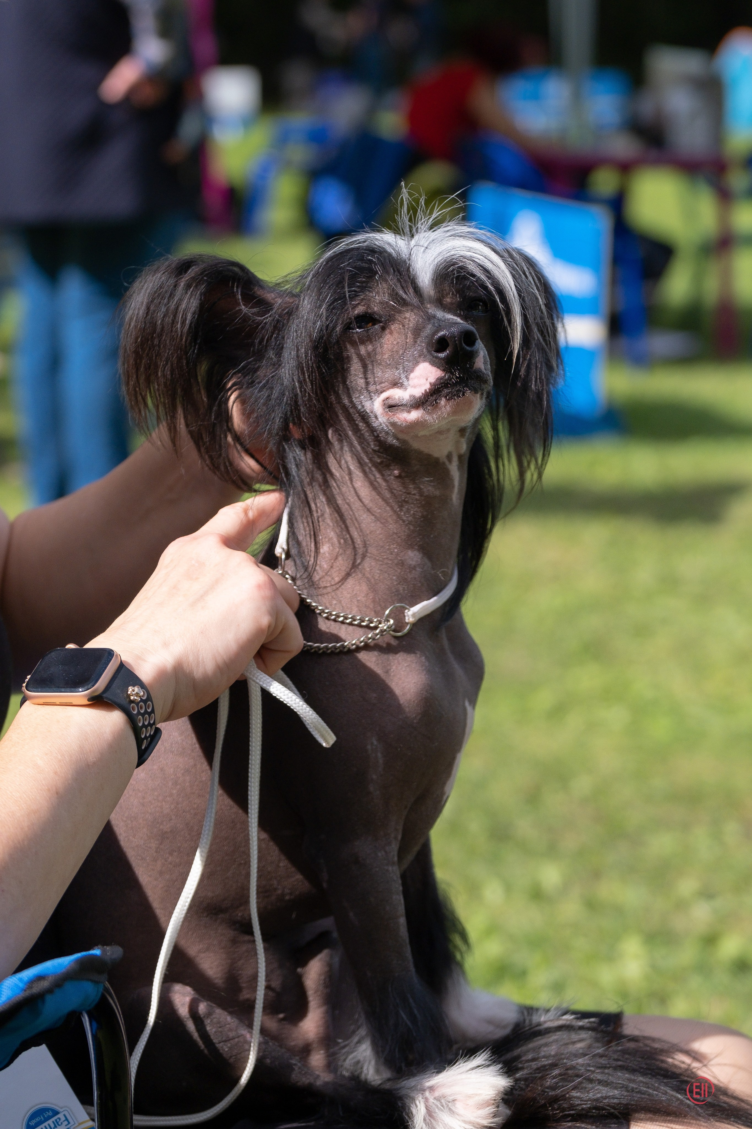 Moscow, MOO “Globus Plus”, SAS ChF rank exhibition. Chinese Crested Dog Kennel Poale Ell