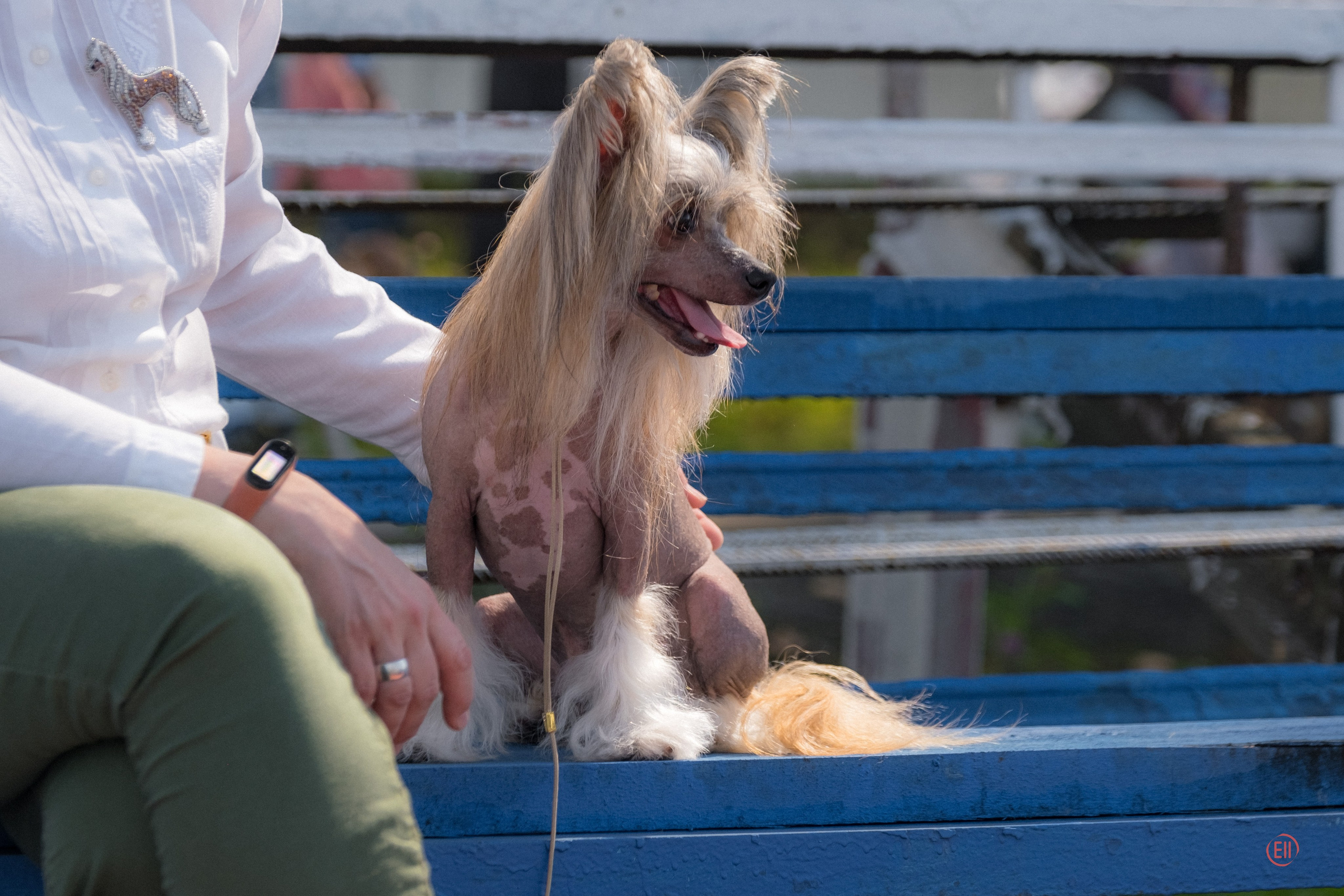 20.08.2023 Тула. Выставка собак