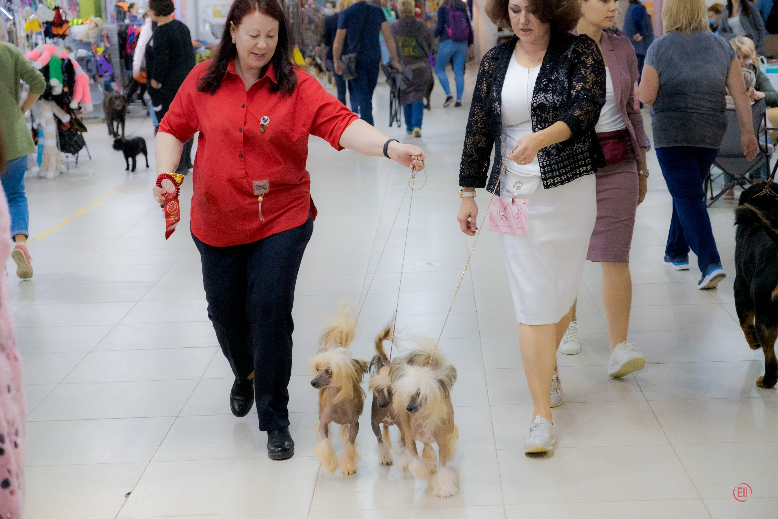 Poale Ell Clare — Junior Champion of Russia. Chinese Crested Dog Kennel Poale Ell