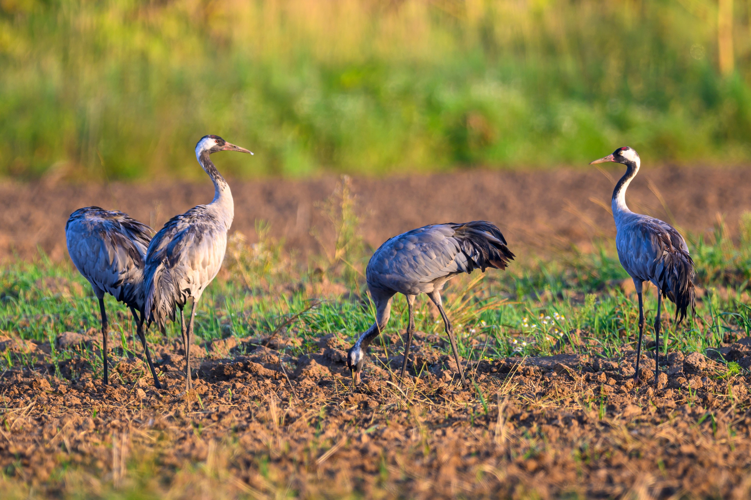 Стычка луня и осоеда, журавли. Wildlife photography by Sergey Puponin