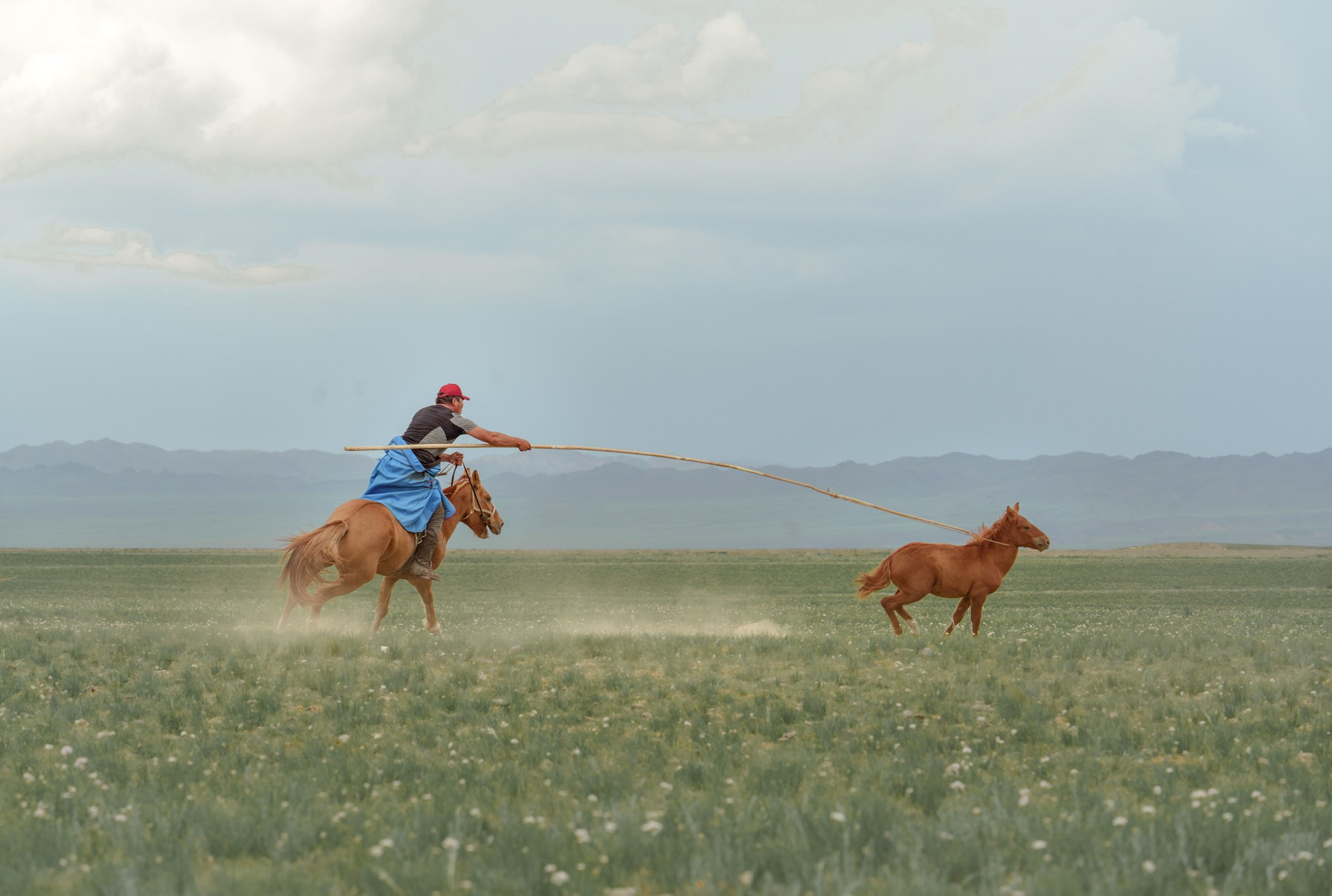 Кочевник использует лассо для ловли жеребенка в монгольской степи