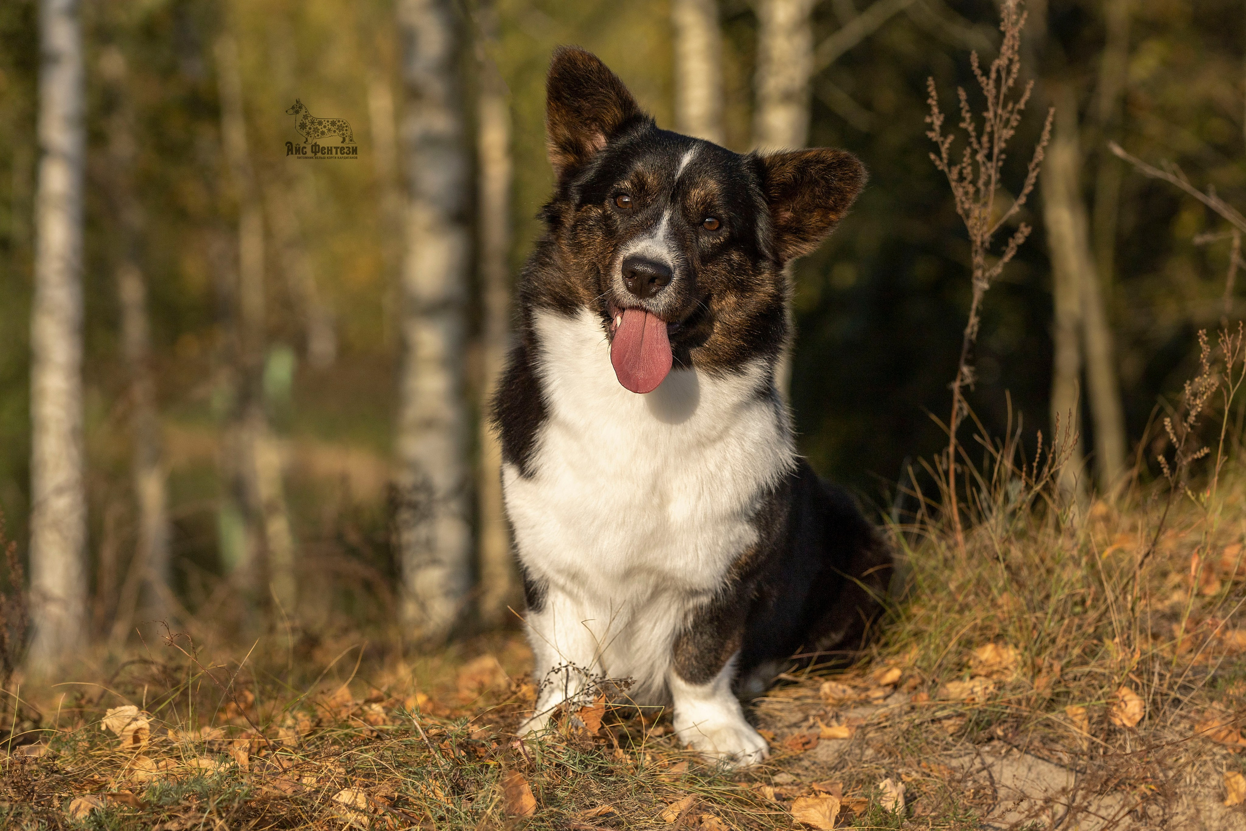 Вельш корги кардиган Corgi Na Volge Hoorma БУСИНА. Купить щенка Вельш-корги-кардиган в семейном питомнике — Ice Fantasy