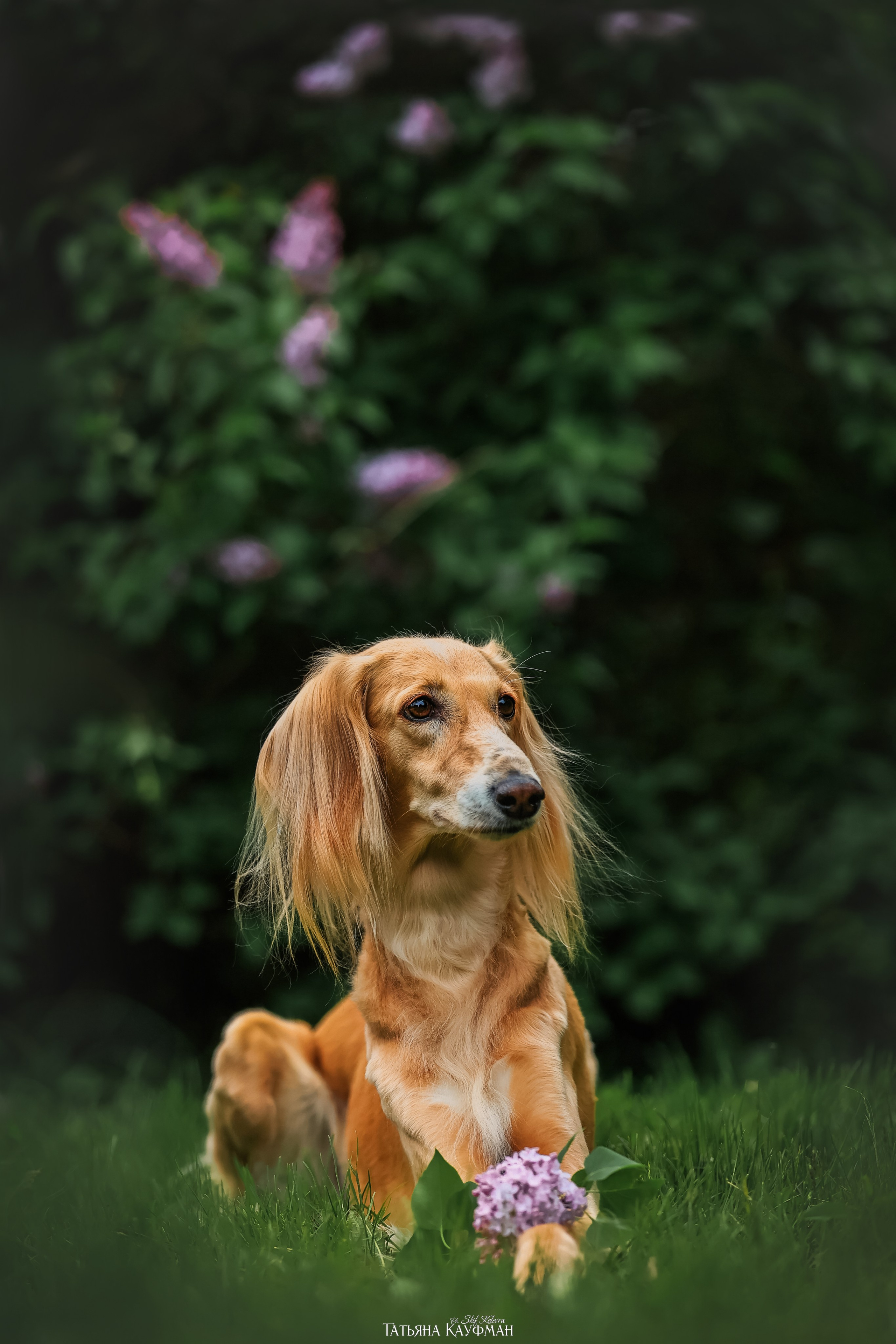 Салюки, фотография салюки, собака в цветах, красивая собака, фотограф анималист, фотокурс Анималистика, научиться фотографировать собак, фотограф Новосибирск
