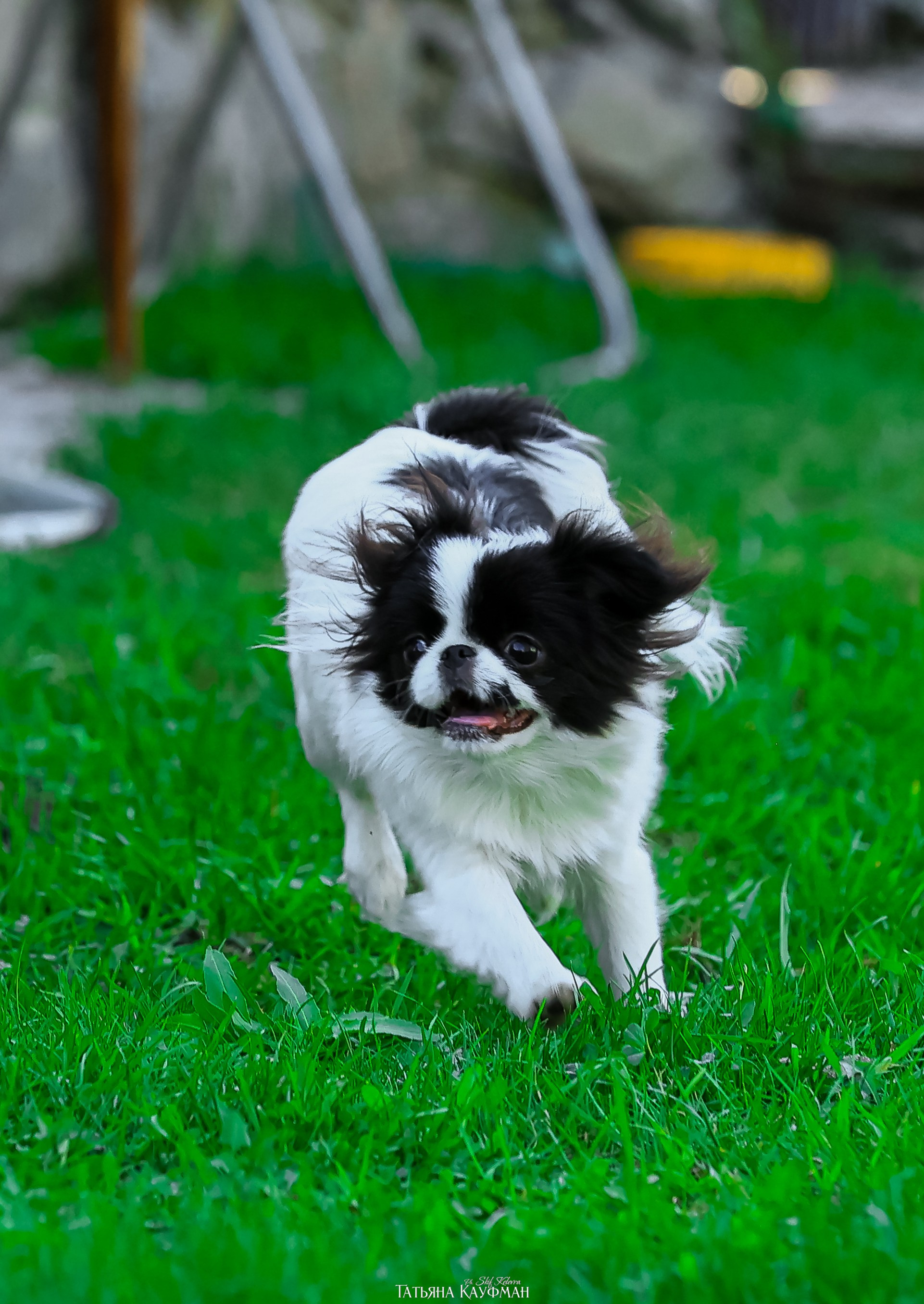 Японский хин, фотография японский хин, собака в цветах, красивая собака, фотограф анималист, фотокурс Анималистика, научиться фотографировать собак, фотограф Новосибирск