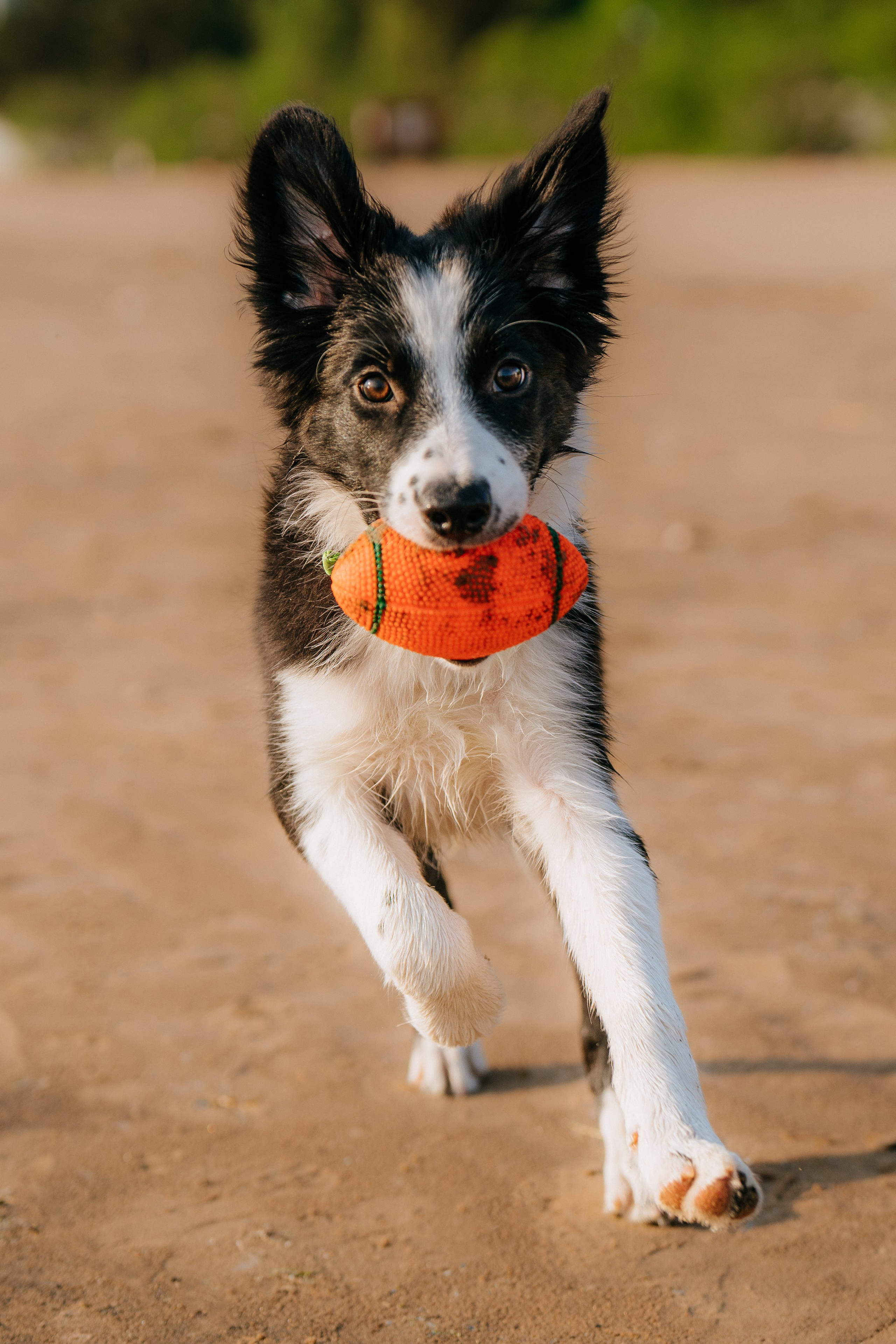 Фотосессия со щенками колли. Фотограф анималист в Спб недорого Олеся Майорова