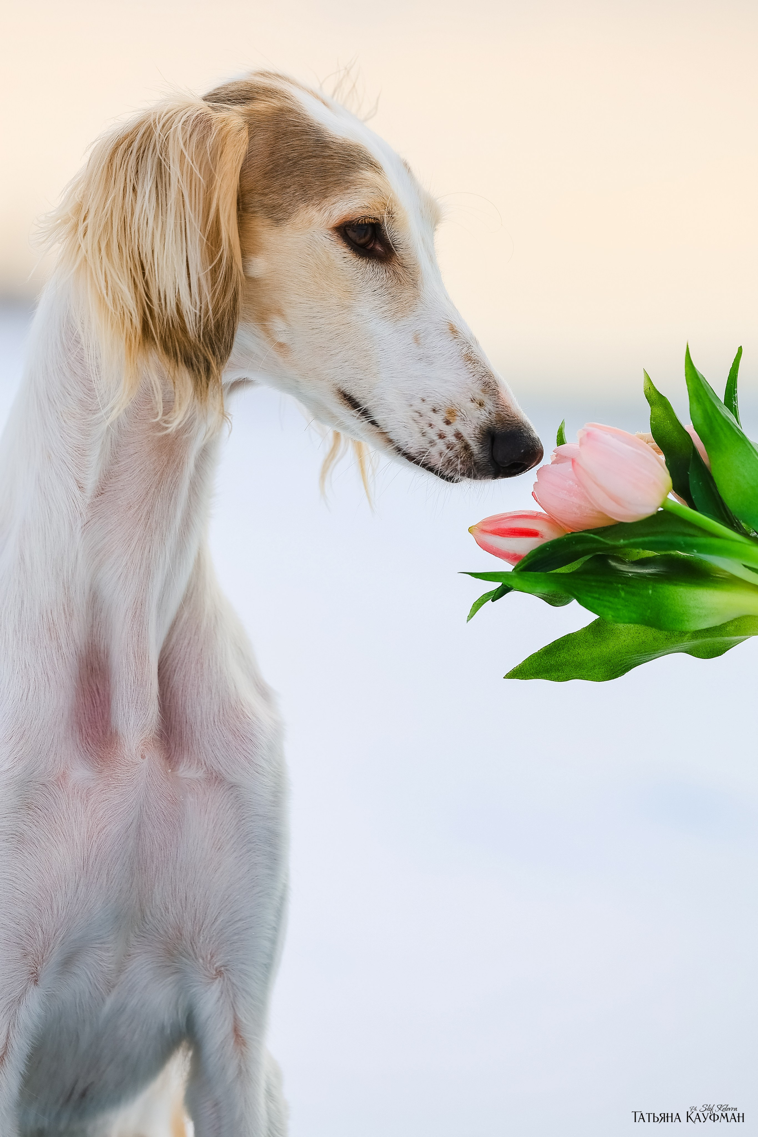 Салюки Флай и Лира. Фотограф Анималист из Новосибирска Татьяна Кауфман