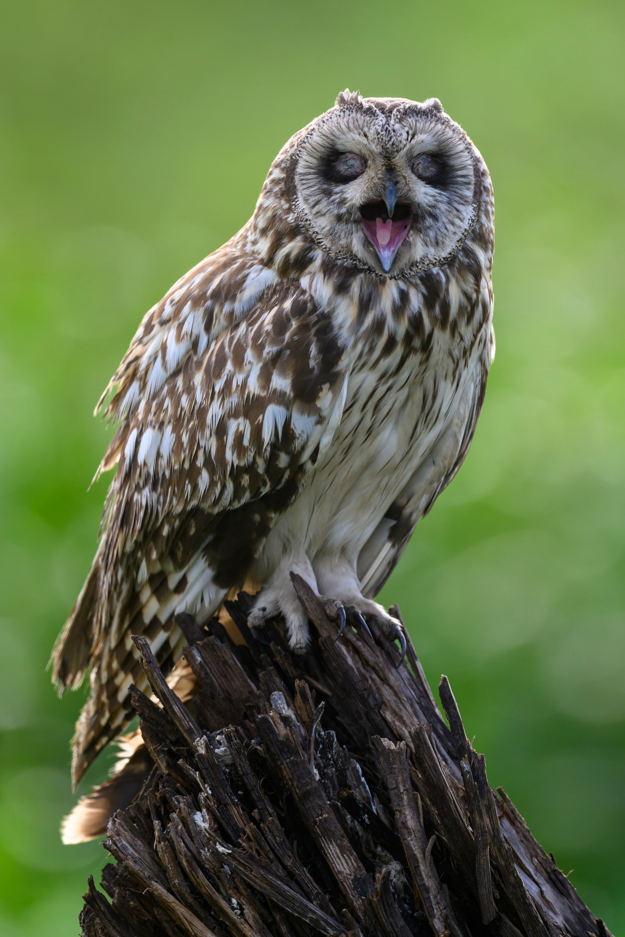 Сова на рассвете. Owl at dawn. Wildlife photography by Sergey Puponin