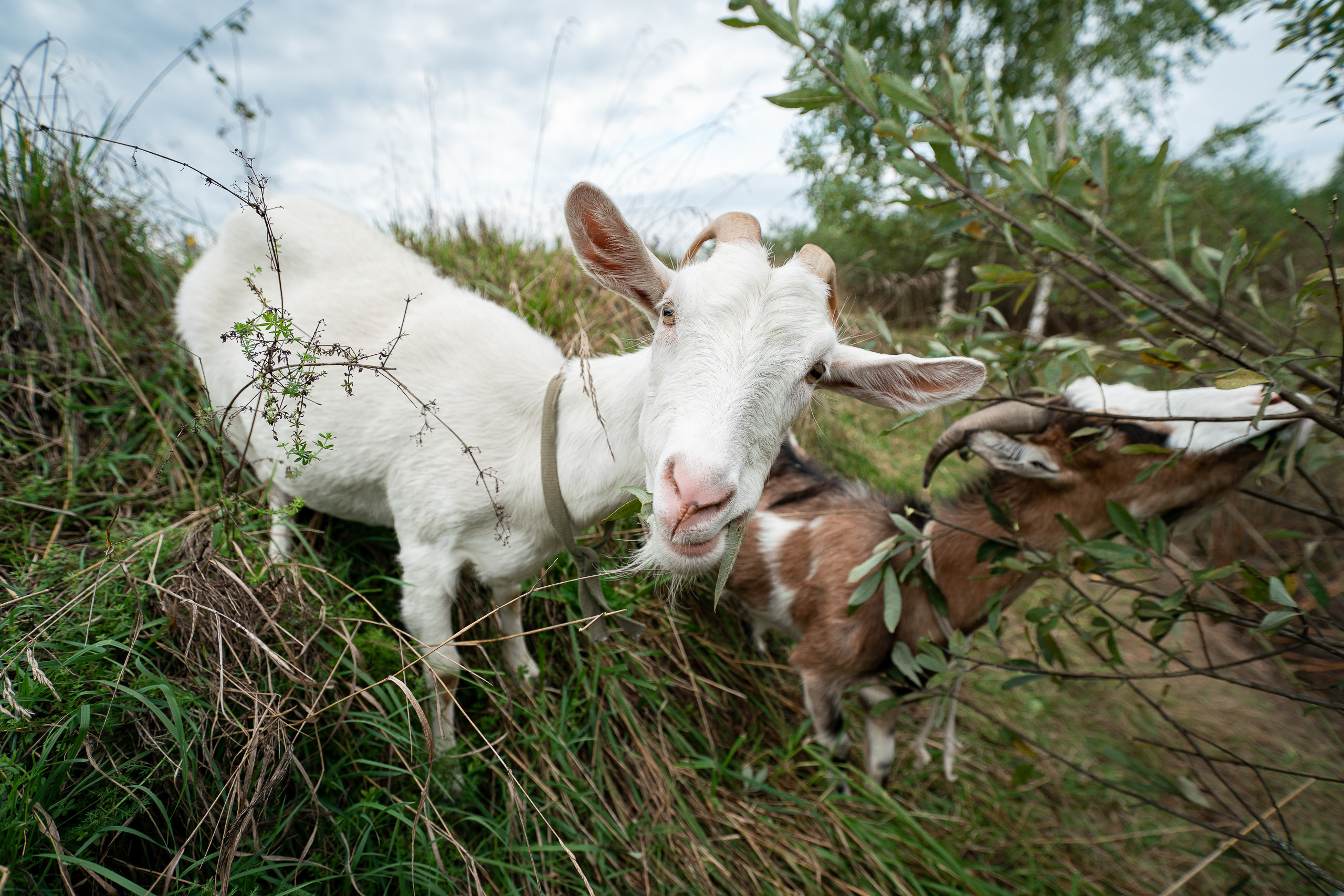 Последние съёмки. Репортажный фотограф Сергей Сажин г. Ярославль