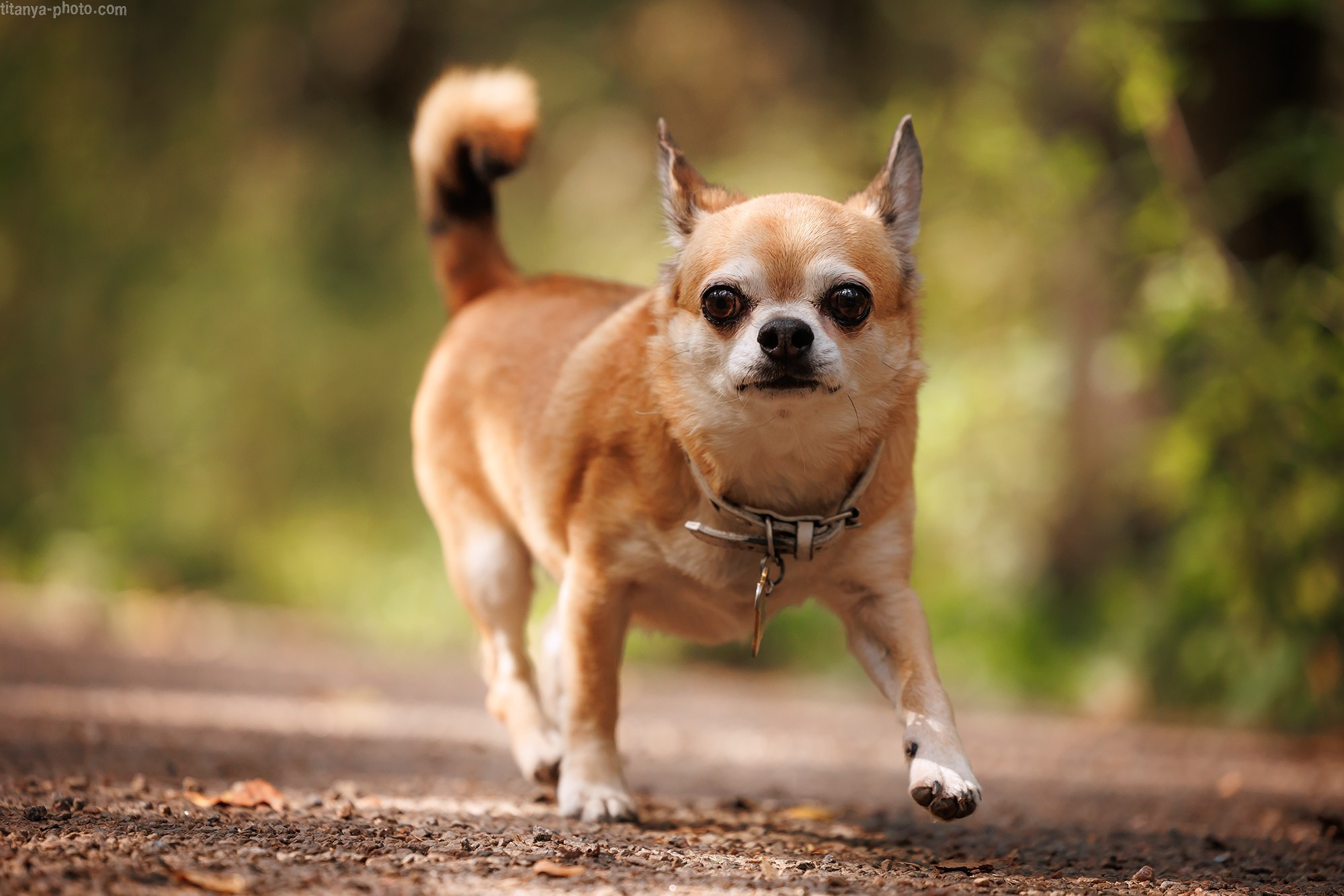 Фотограф собак, фотограф-анималист Аня Титова (Titanya). Москва