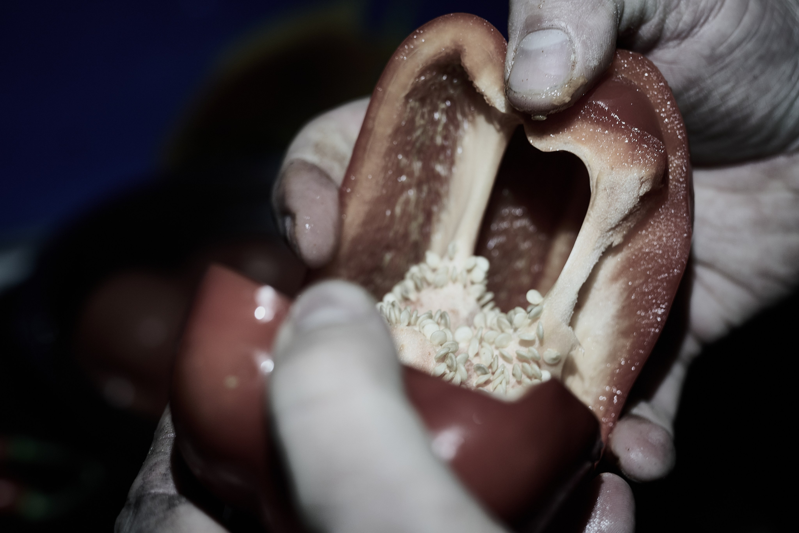 Басма. Фотограф Роман Адлер