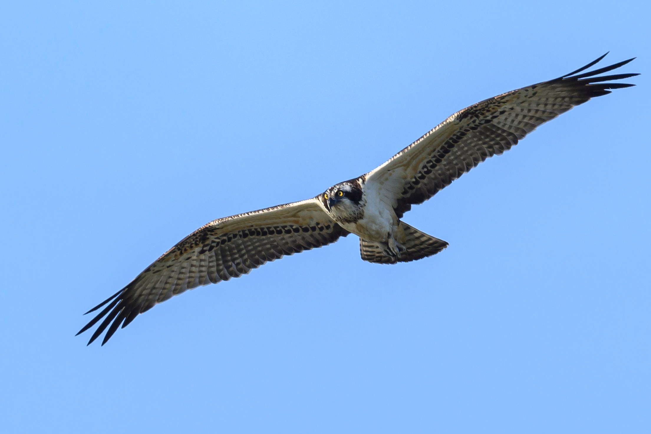 Скопа и канюк. The Osprey and the Buzzard. Фотограф Сергей Пупонин