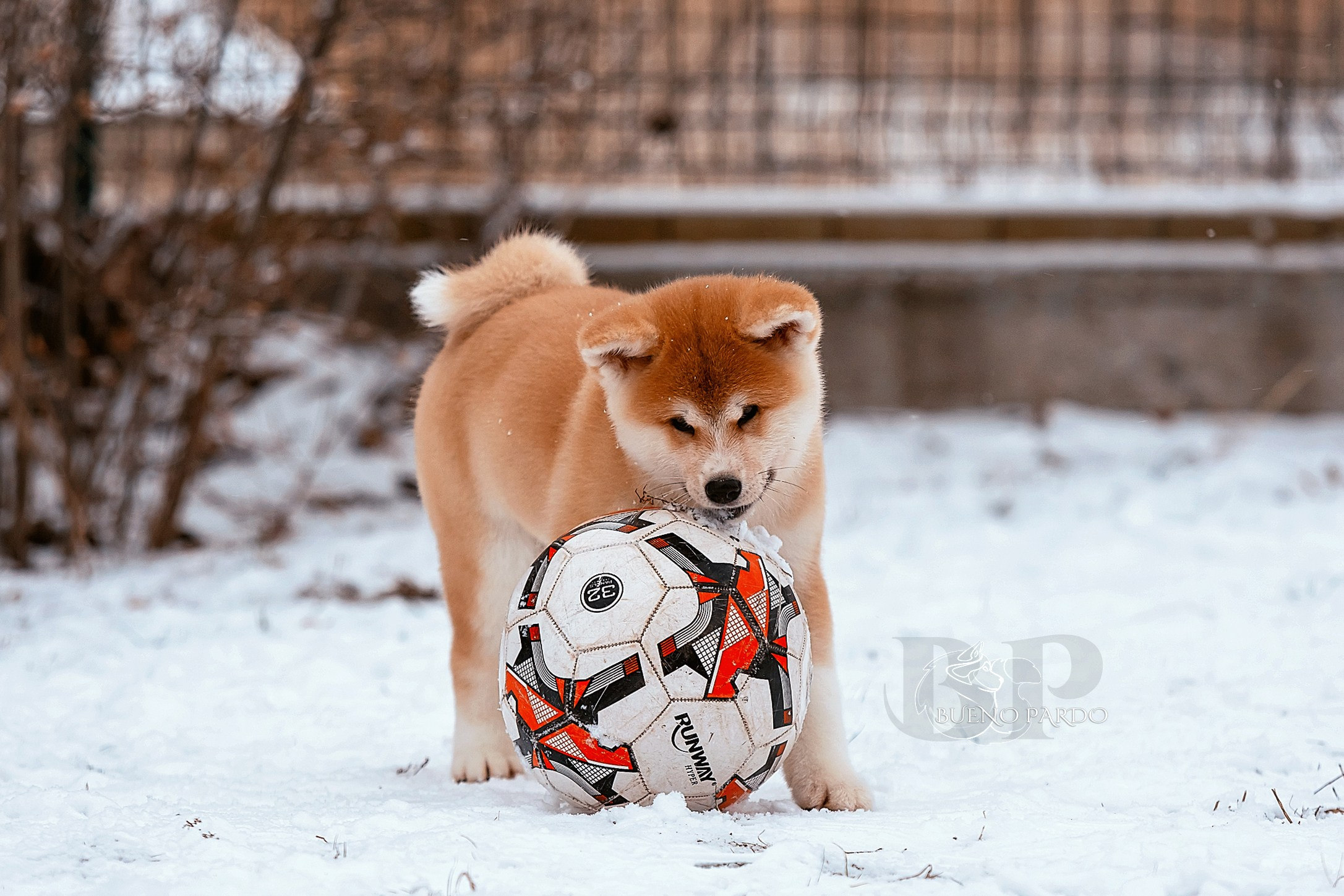 Щенки японской акита ину из питомника. Питомник собак Акита, Хаски, Корги