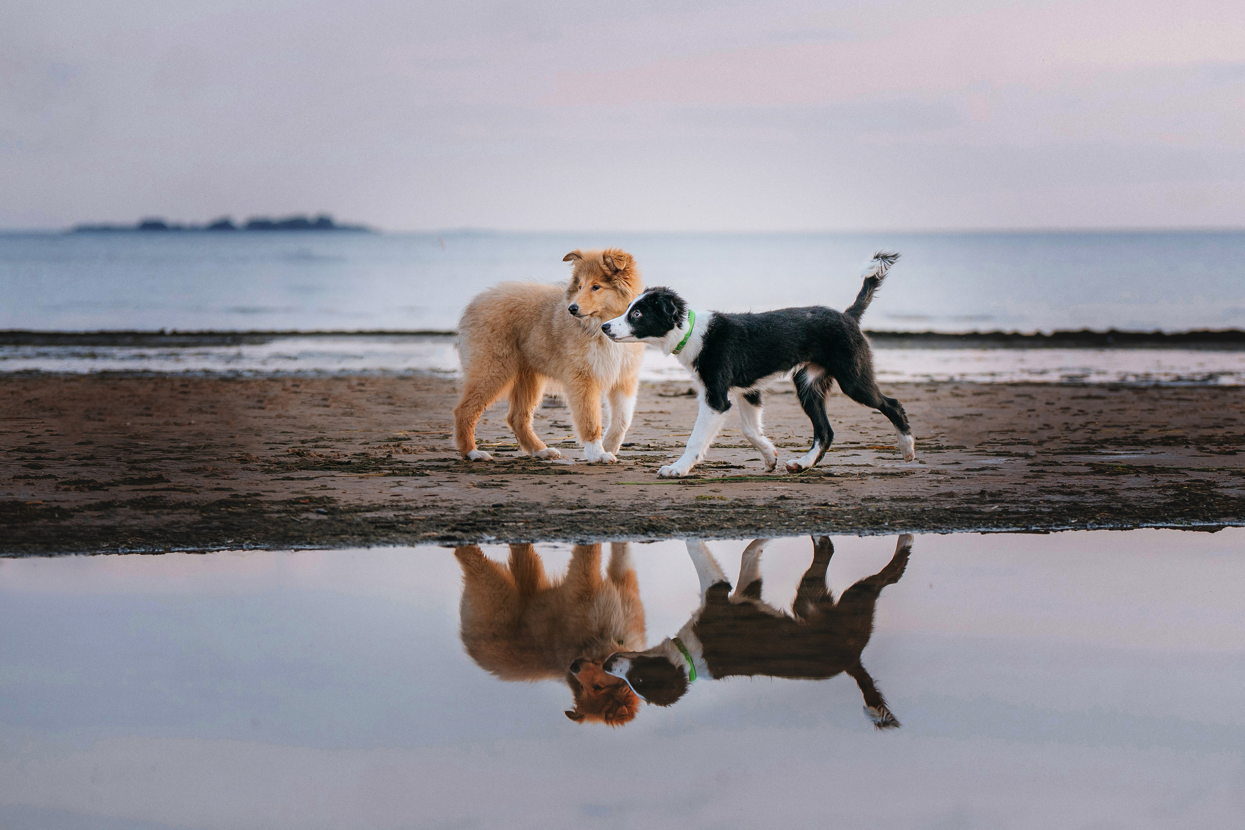 Фотосессия со щенками колли. Фотограф анималист в Спб недорого Олеся Майорова