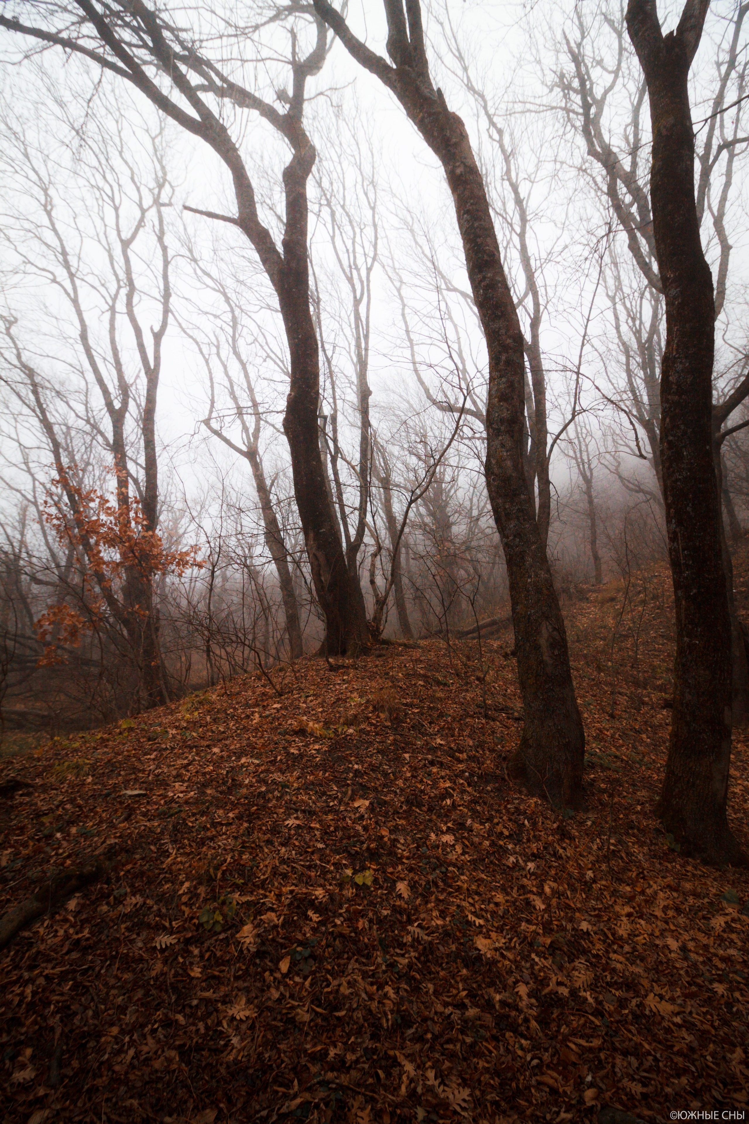 Лес у подножия горы Бештау