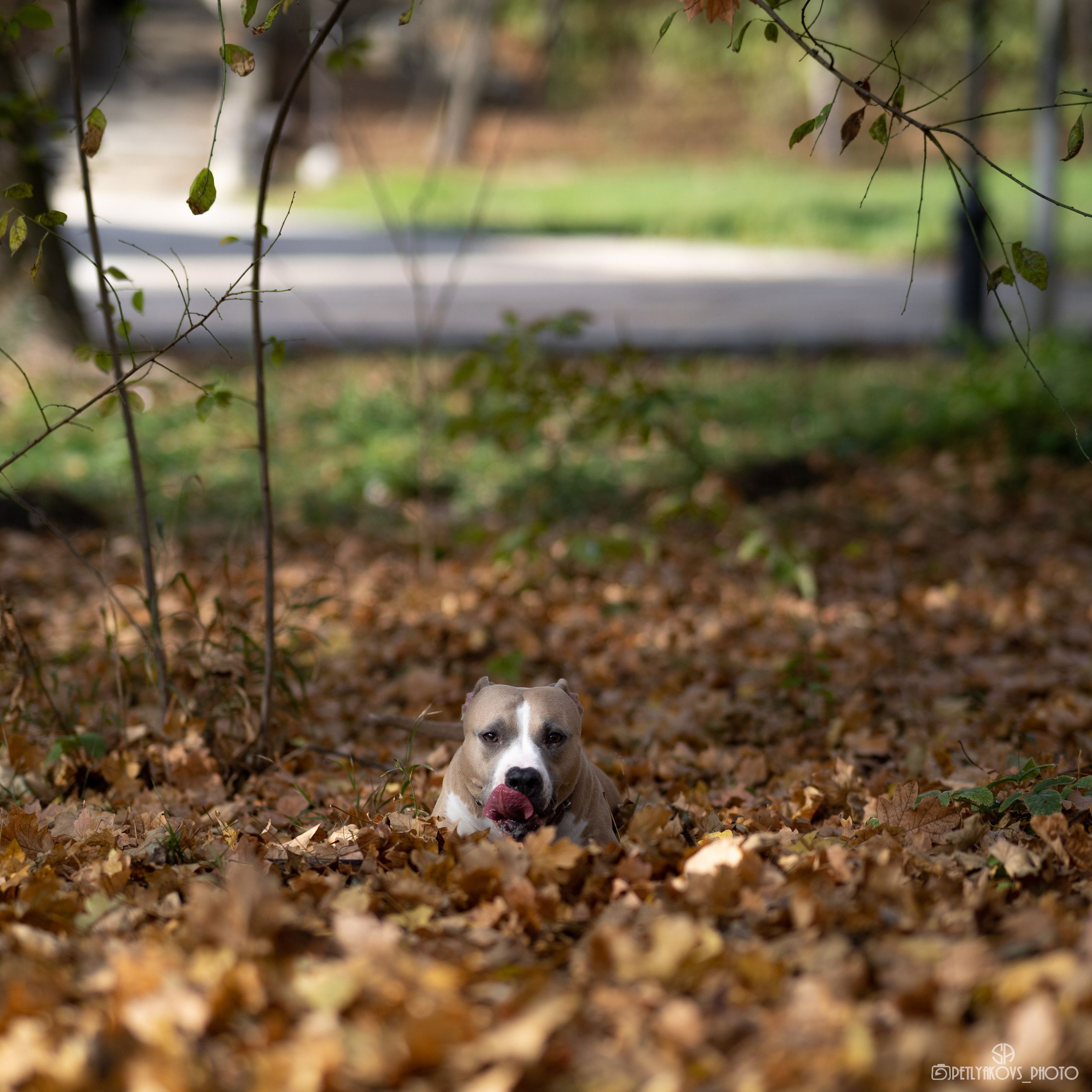 Фотосессия для Юлии с Гретой. Фотограф, видеограф Пятигорск, Ставрополь, Ессентуки, Petlyakovs_photo