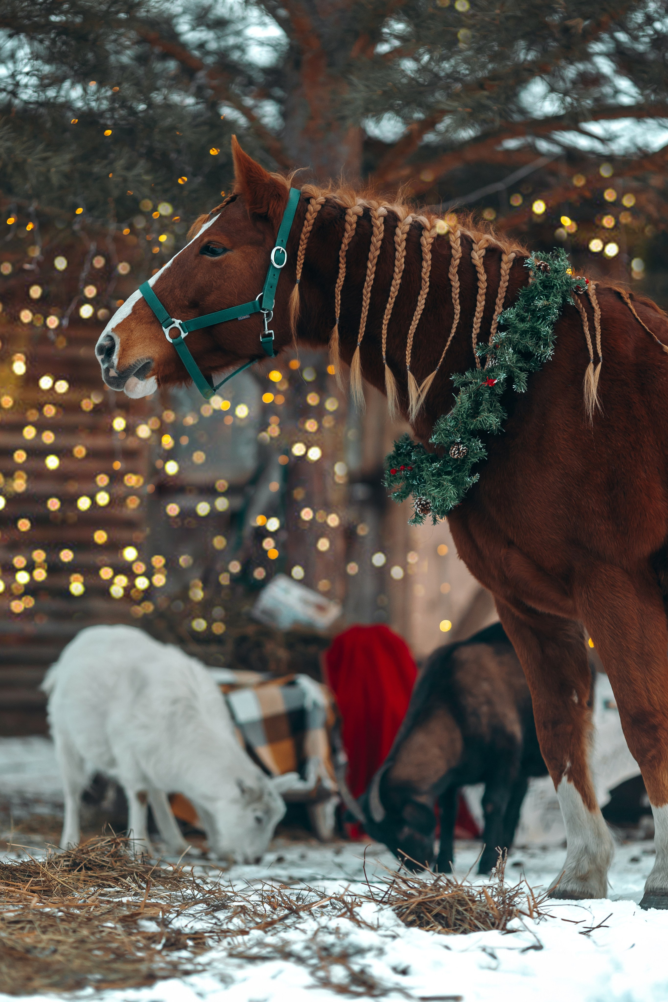 Тариф новогодний 2024. Анна Молчанова конный фотограф в Тюмени | фотосессии с лошадьми Тюмень