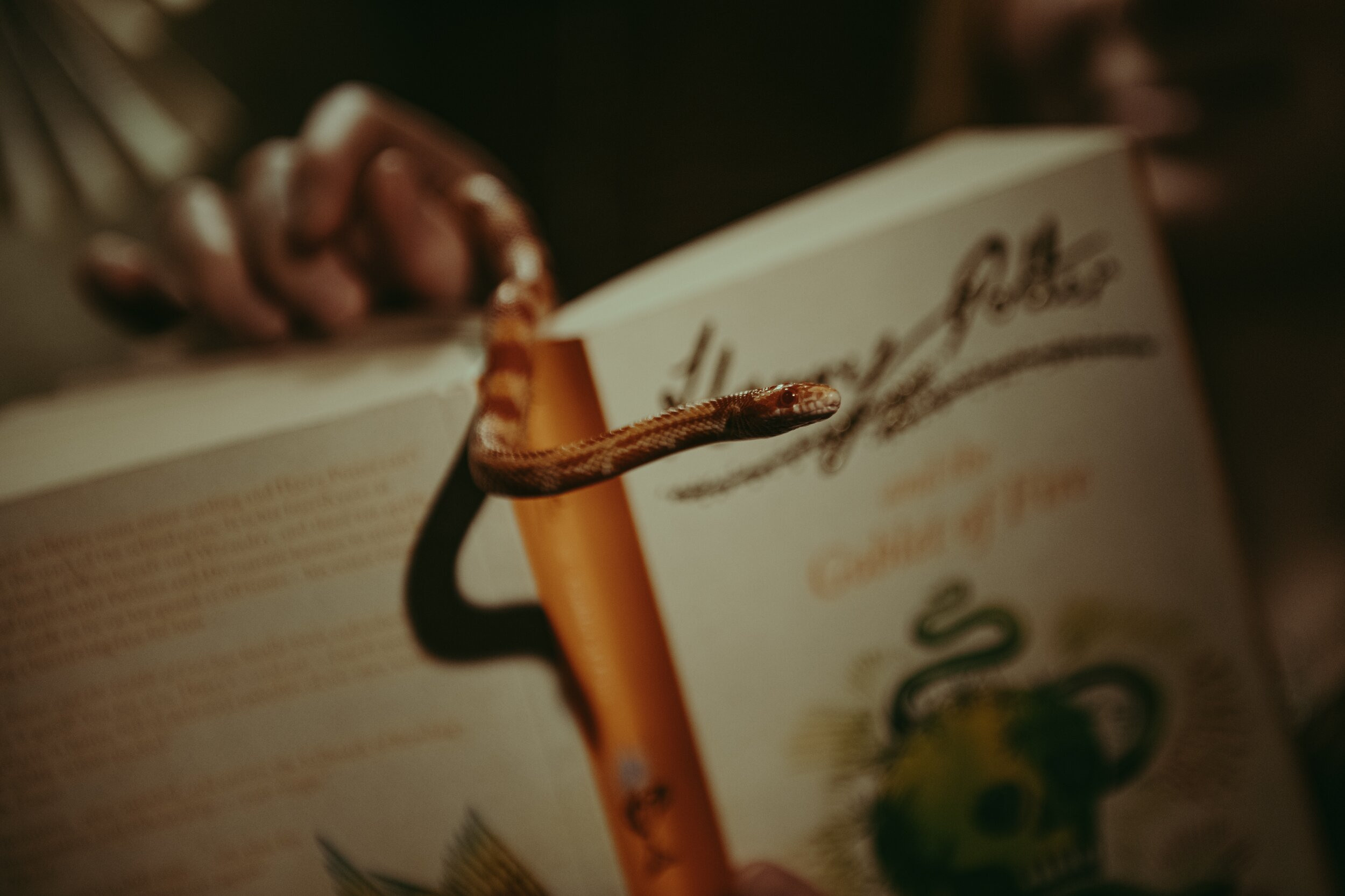 Фотопроект «МОСКОВСКИЙ ХОГВАРТС». Коваленко Светлана, фотограф в Москве. Концерты, события и люди