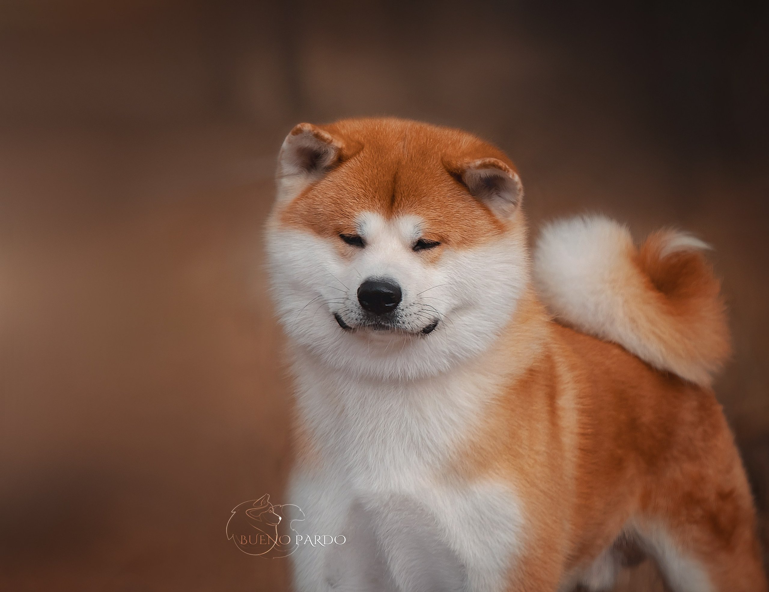 Собаки питомника Bueno Pardo. Питомник собак Акита, Хаски, Корги