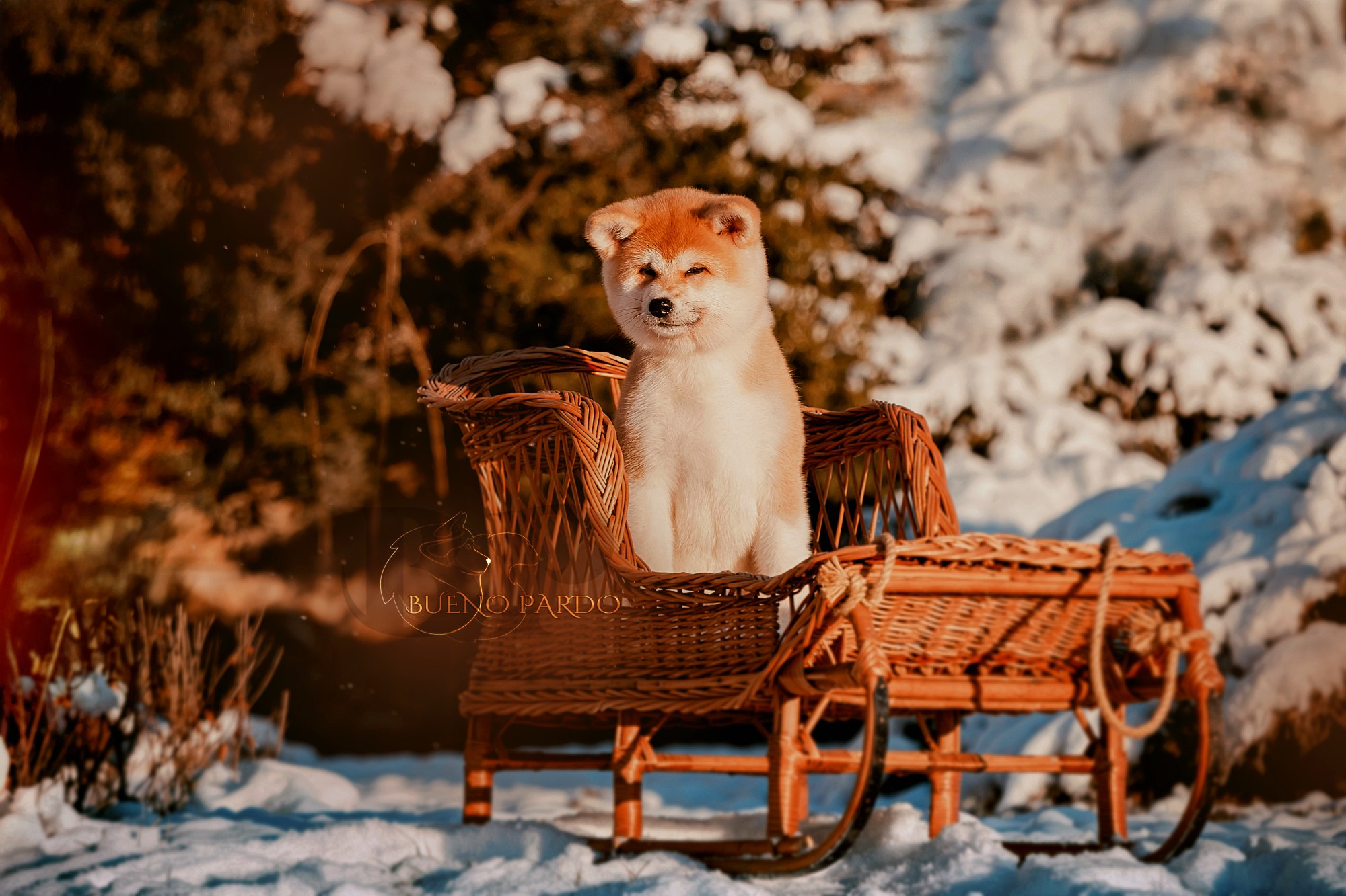 Щенки японской акита ину из питомника. Питомник собак Акита, Хаски, Корги
