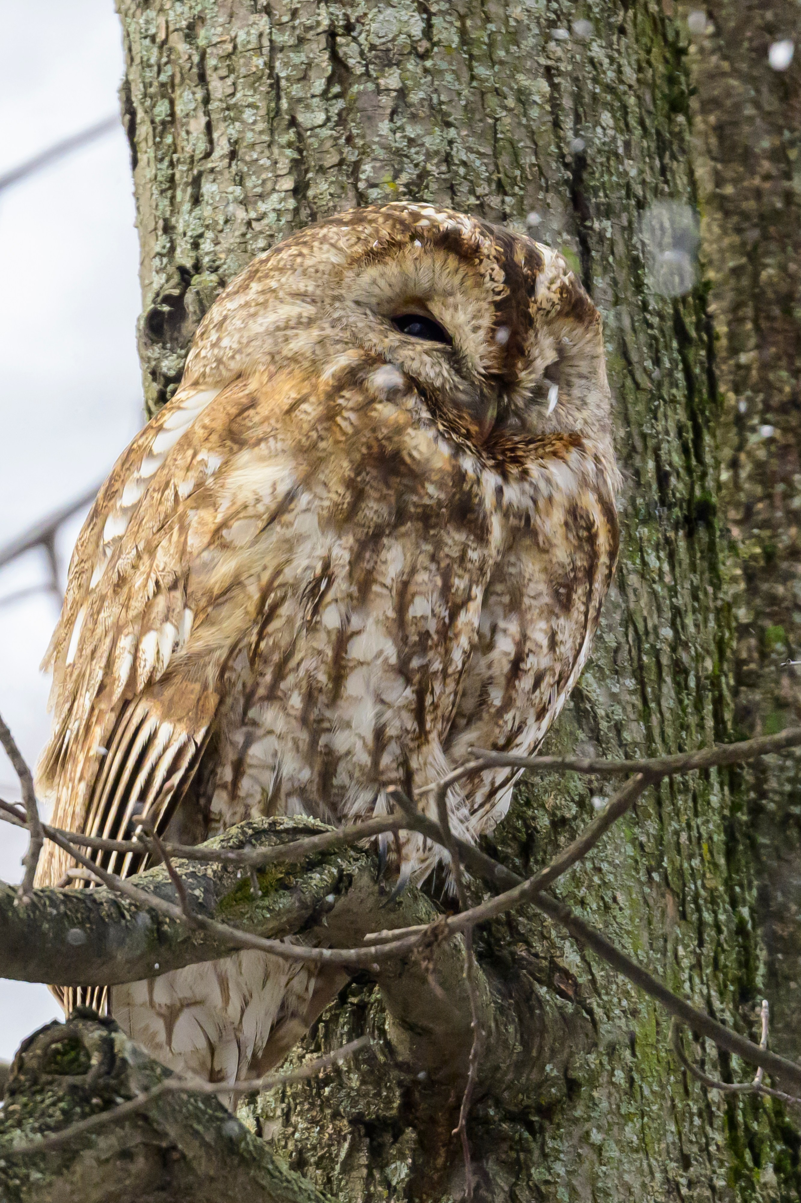 Шестой совенок. The sixth owlet. Фотограф Сергей Пупонин