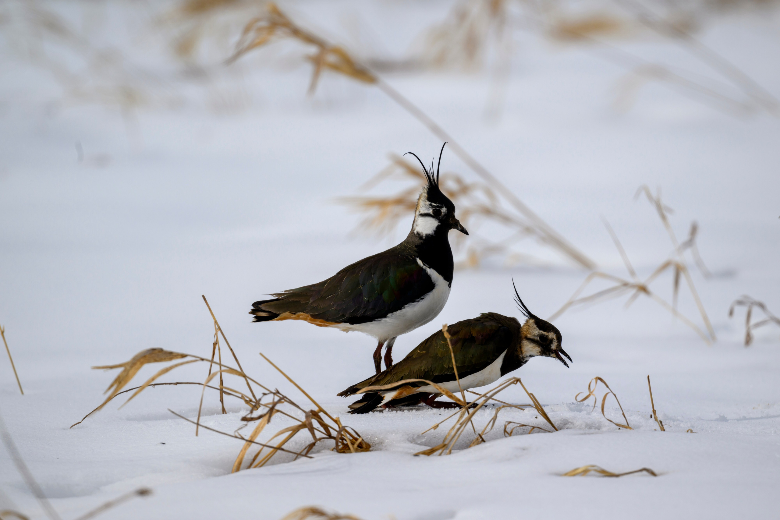 Сова, журавли и свадьба чибисов. Wildlife photography by Sergey Puponin