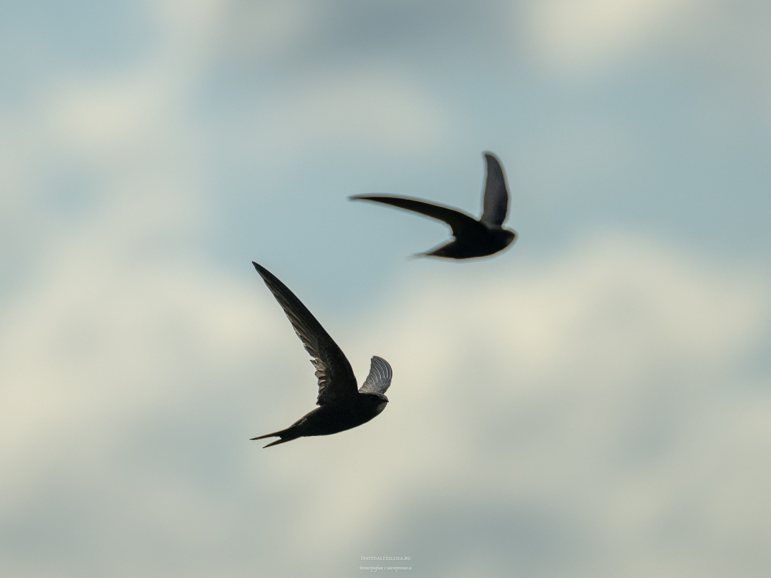 Кастельмуцио. Авторские стильные фотокартины