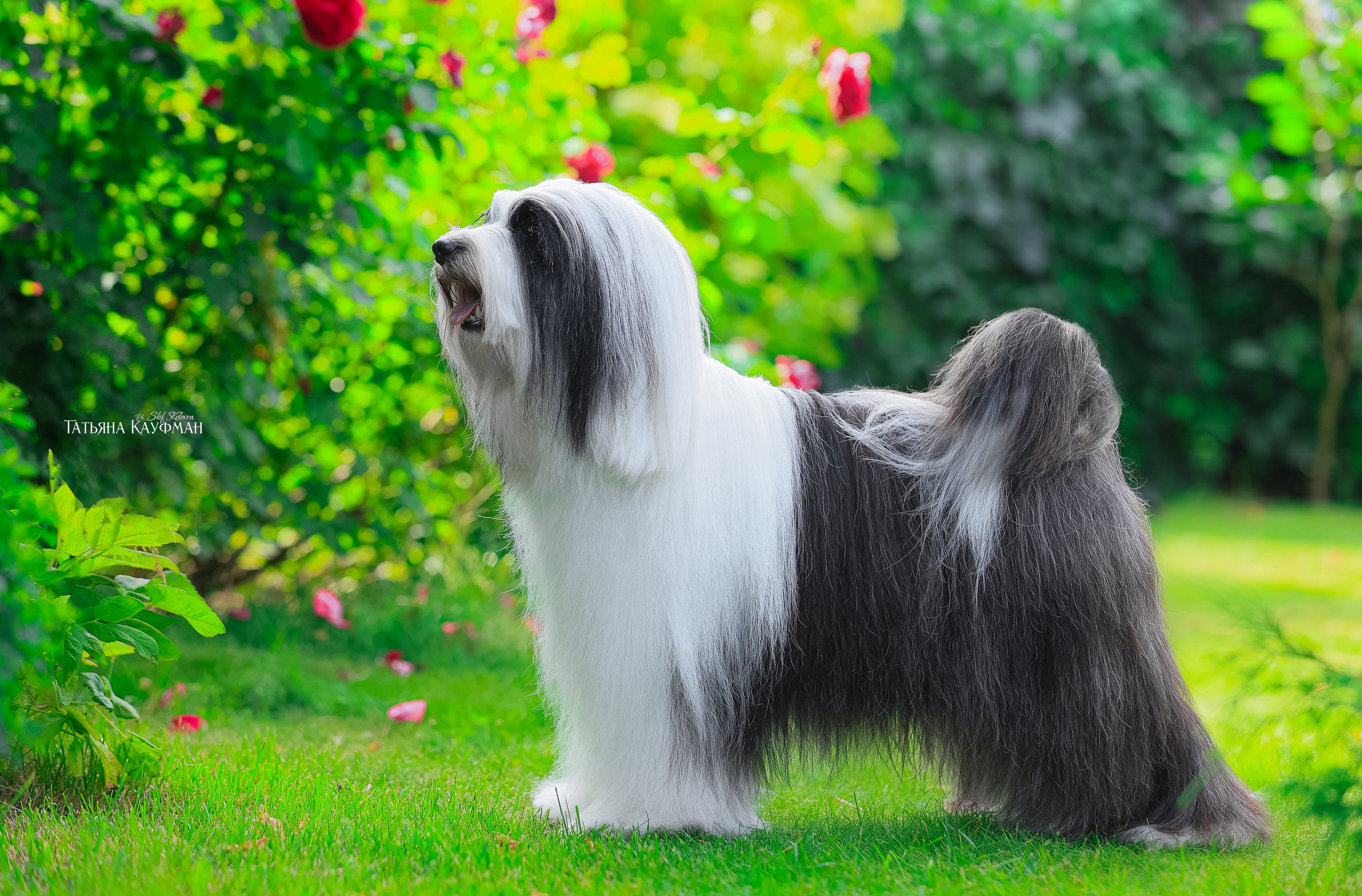 Тибетские терьеры. Фотограф Анималист из Новосибирска Татьяна Кауфман