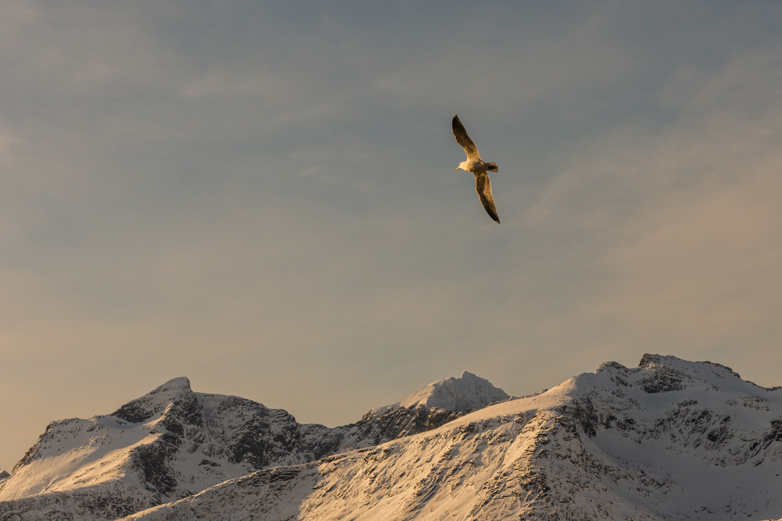 Птица летит над заснеженными горами, освещенными низким солнцем.