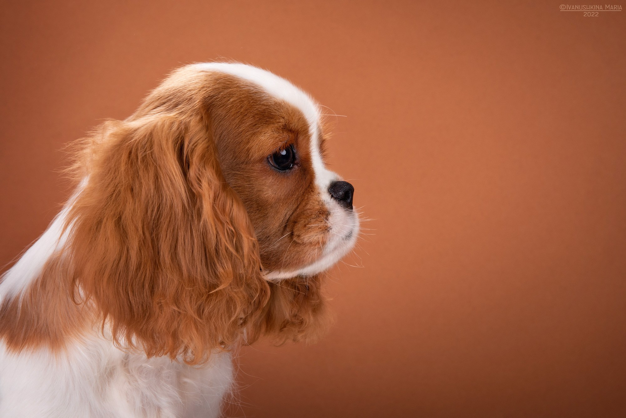 Фотосессия щенков на фонах. Фотограф собак в Москве и Московской области Иванушкина Мария