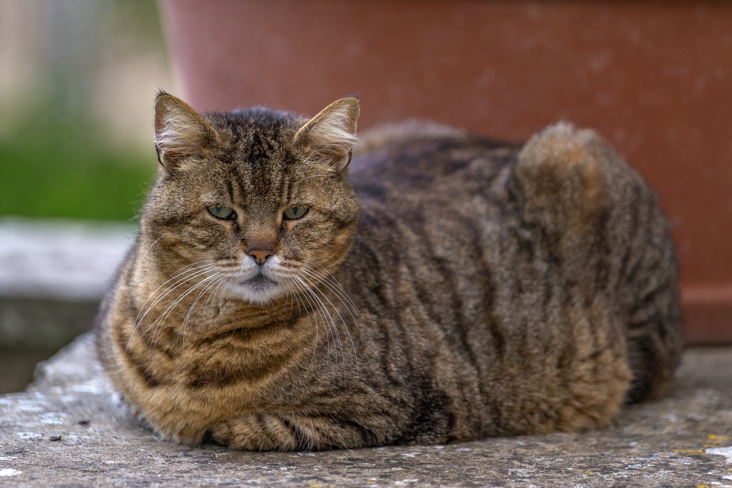 Кастельмуцио. Авторские стильные фотокартины